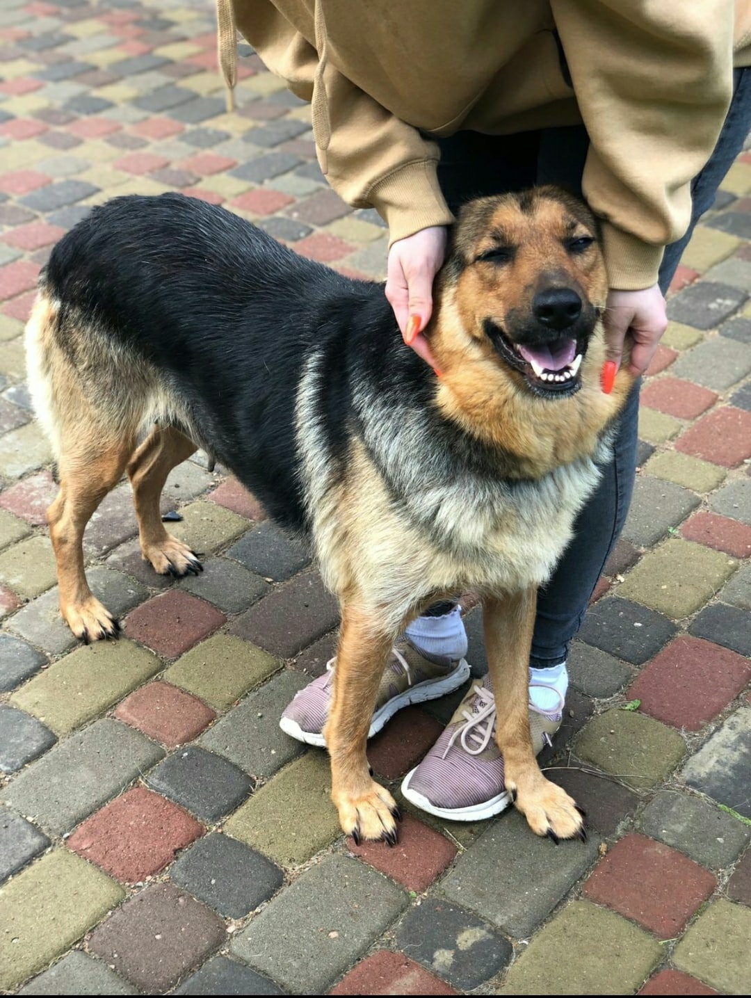 Metis Shepherd Mia really needs a home. They took it in good hands to guard the barn, where she gave birth and was abandoned. SPB and LO - My, Treatment, Volunteering, Homeless animals, In good hands, Animal Rescue, No rating, Longpost, Saint Petersburg, Video, Vertical video, Reply to post, Dog, Video VK