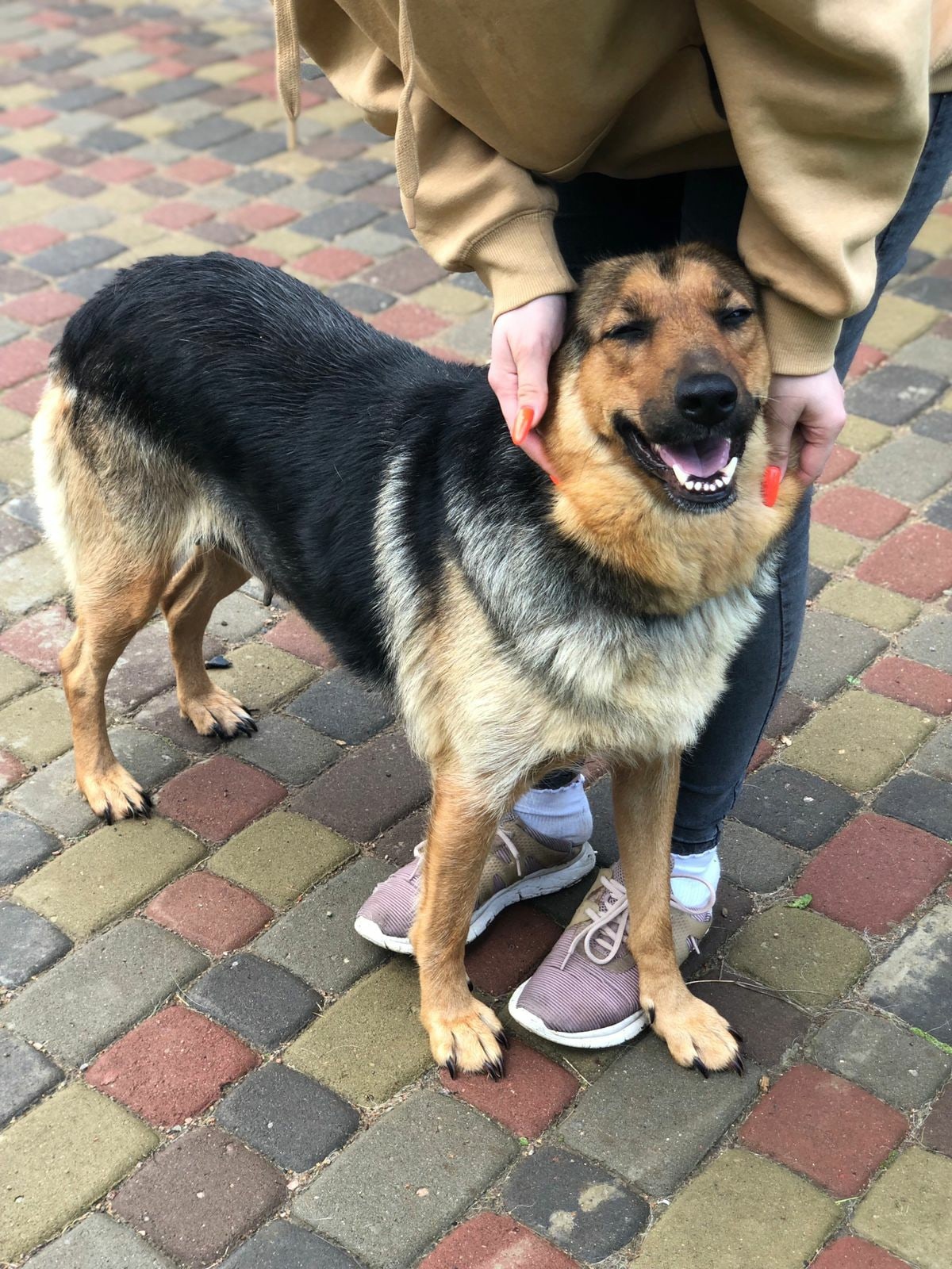 Metis Shepherd Mia really needs a home. They took it in good hands to guard the barn, where she gave birth and was abandoned. SPB and LO - My, Treatment, Volunteering, Homeless animals, In good hands, Animal Rescue, No rating, Longpost, Saint Petersburg, Video, Vertical video, Reply to post, Dog, Video VK