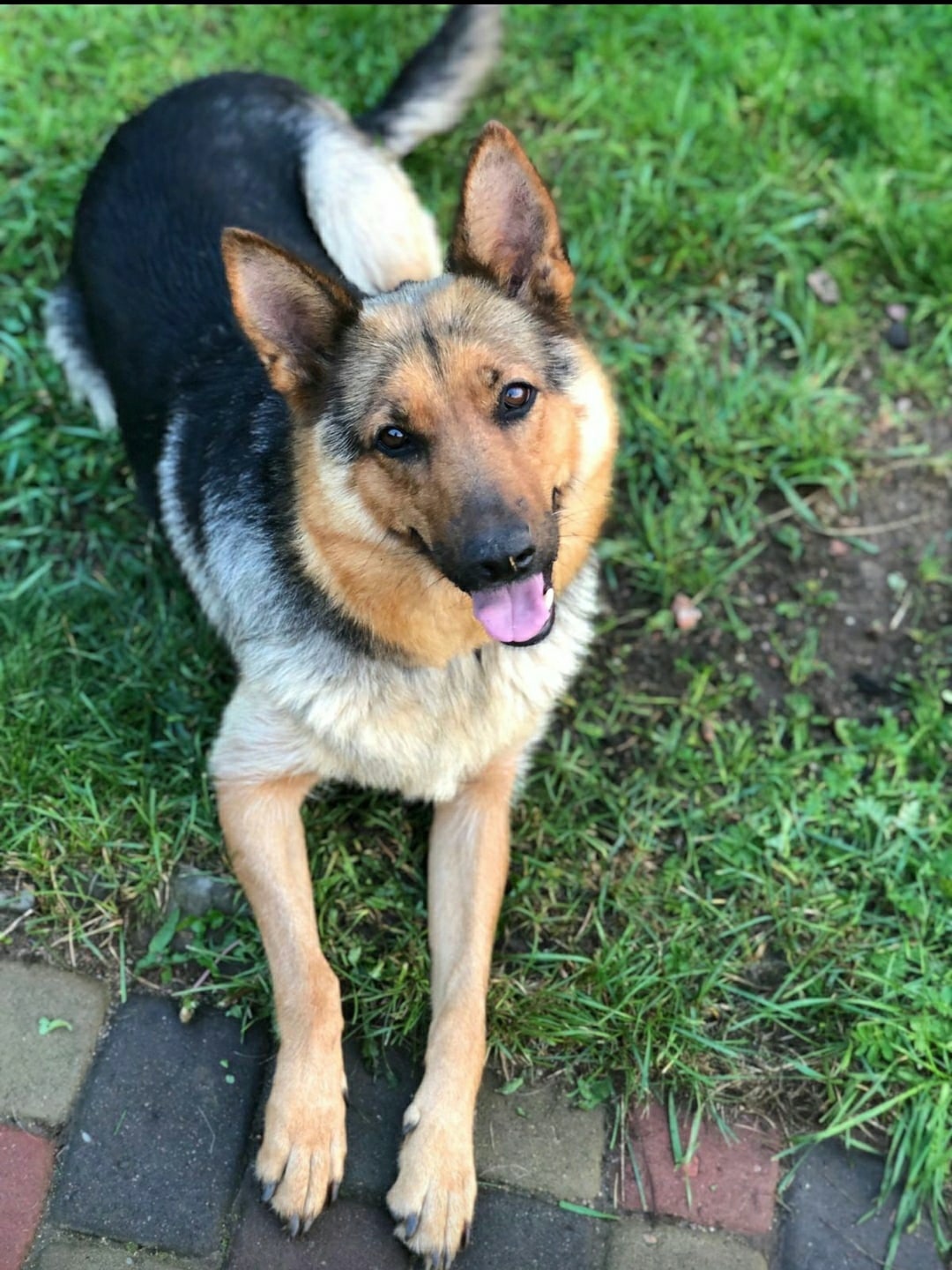 Metis Shepherd Mia really needs a home. They took it in good hands to guard the barn, where she gave birth and was abandoned. SPB and LO - My, Treatment, Volunteering, Homeless animals, In good hands, Animal Rescue, No rating, Longpost, Saint Petersburg, Video, Vertical video, Reply to post, Dog, Video VK