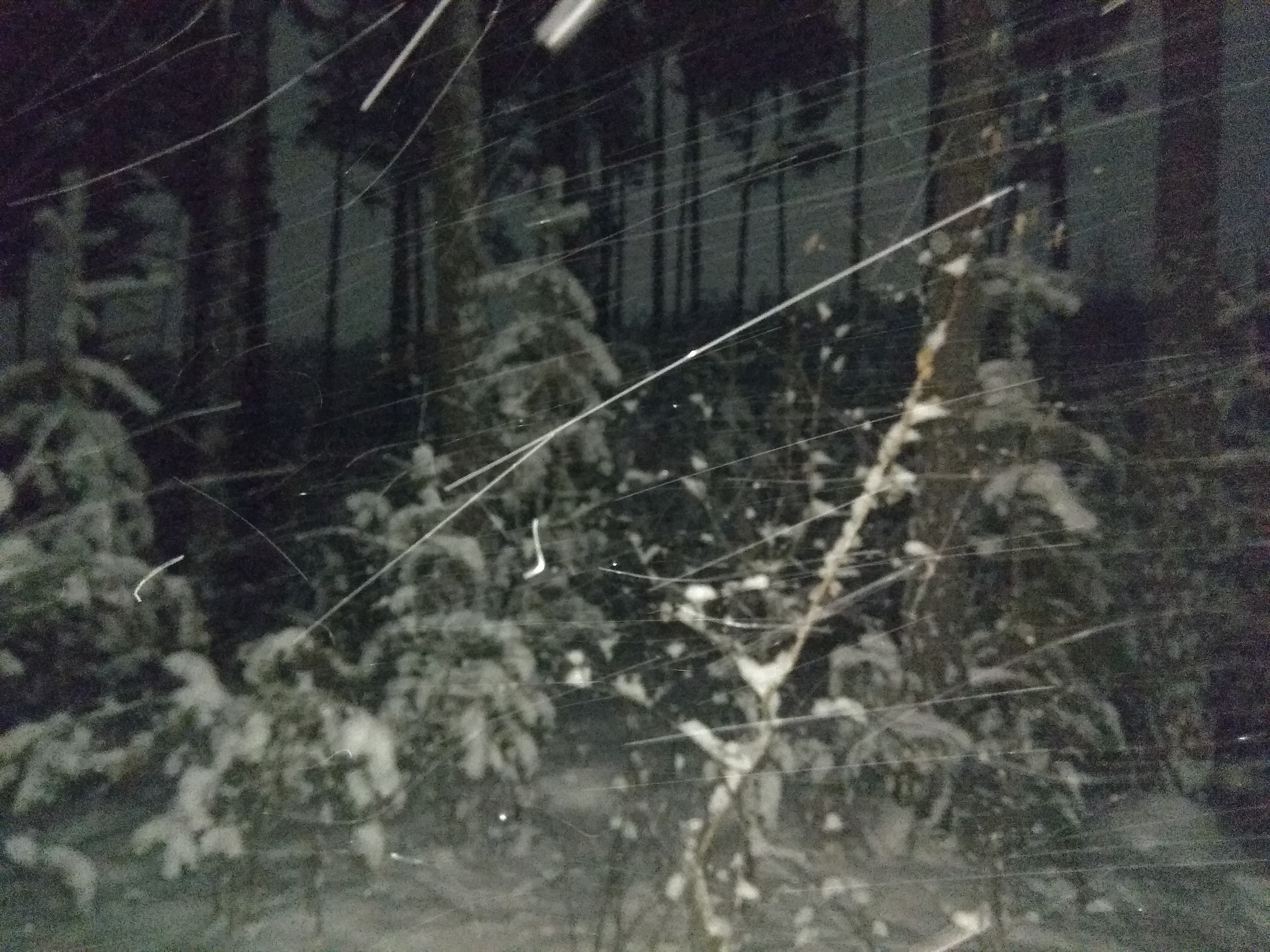 The same way home from school according to Bati - My, Forest, Snow, Night, Winter, Mobile photography, Snowstorm