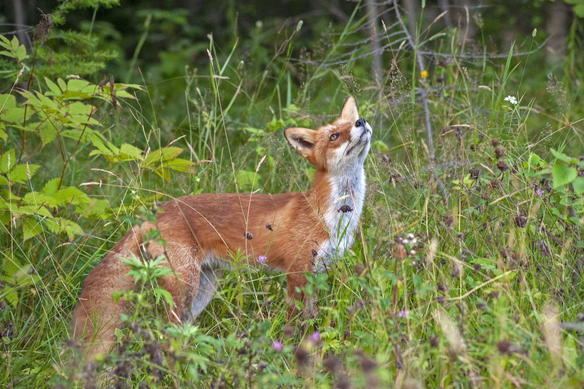 Curiosity - Fox, beauty, Sakhalin, Wild animals, wildlife