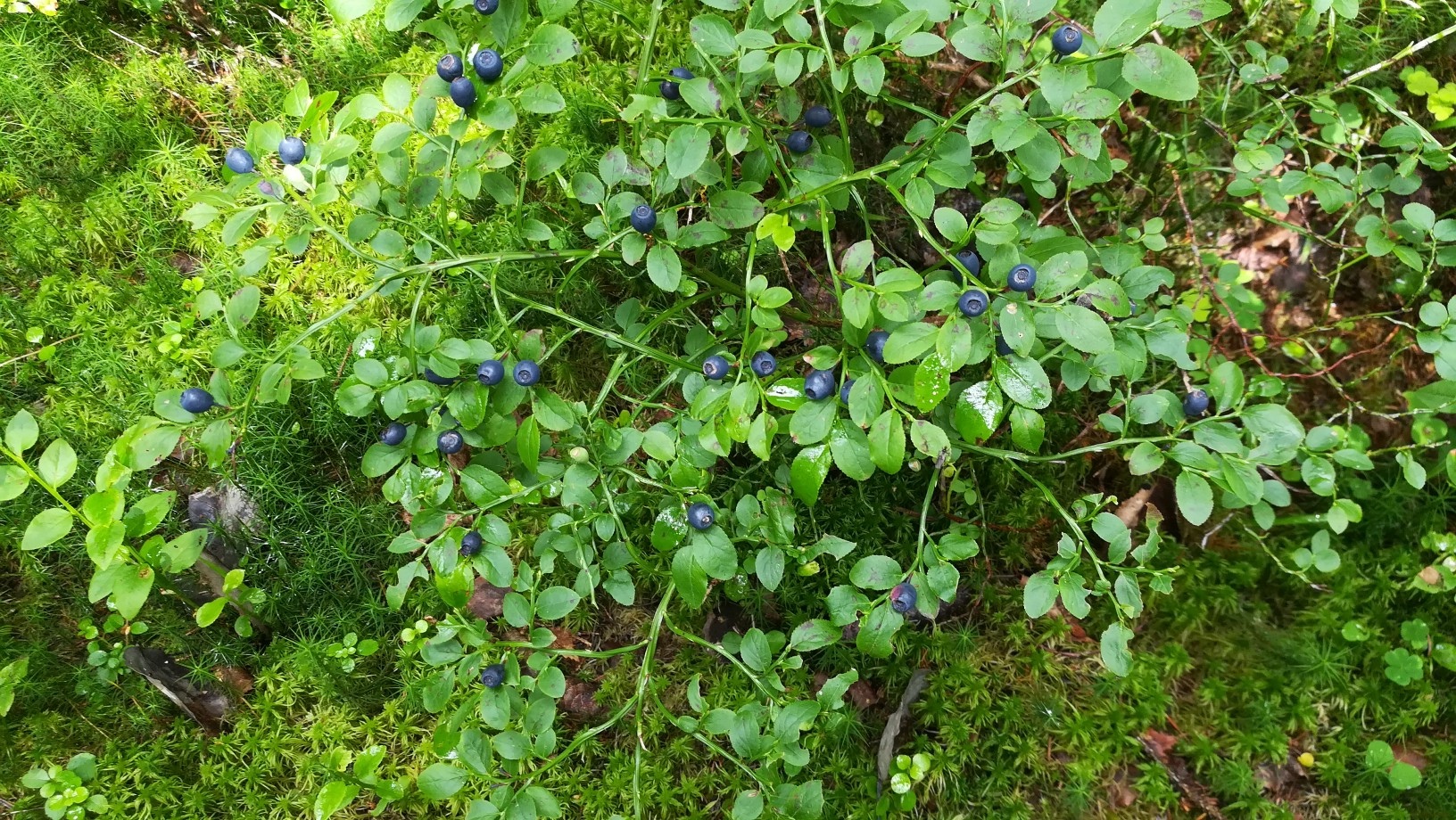 Piece of summer - My, Berries, The photo, The sun, Summer, Red Ribes, Currant, Blueberry