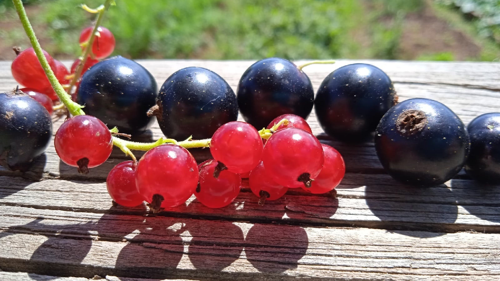 Piece of summer - My, Berries, The photo, The sun, Summer, Red Ribes, Currant, Blueberry