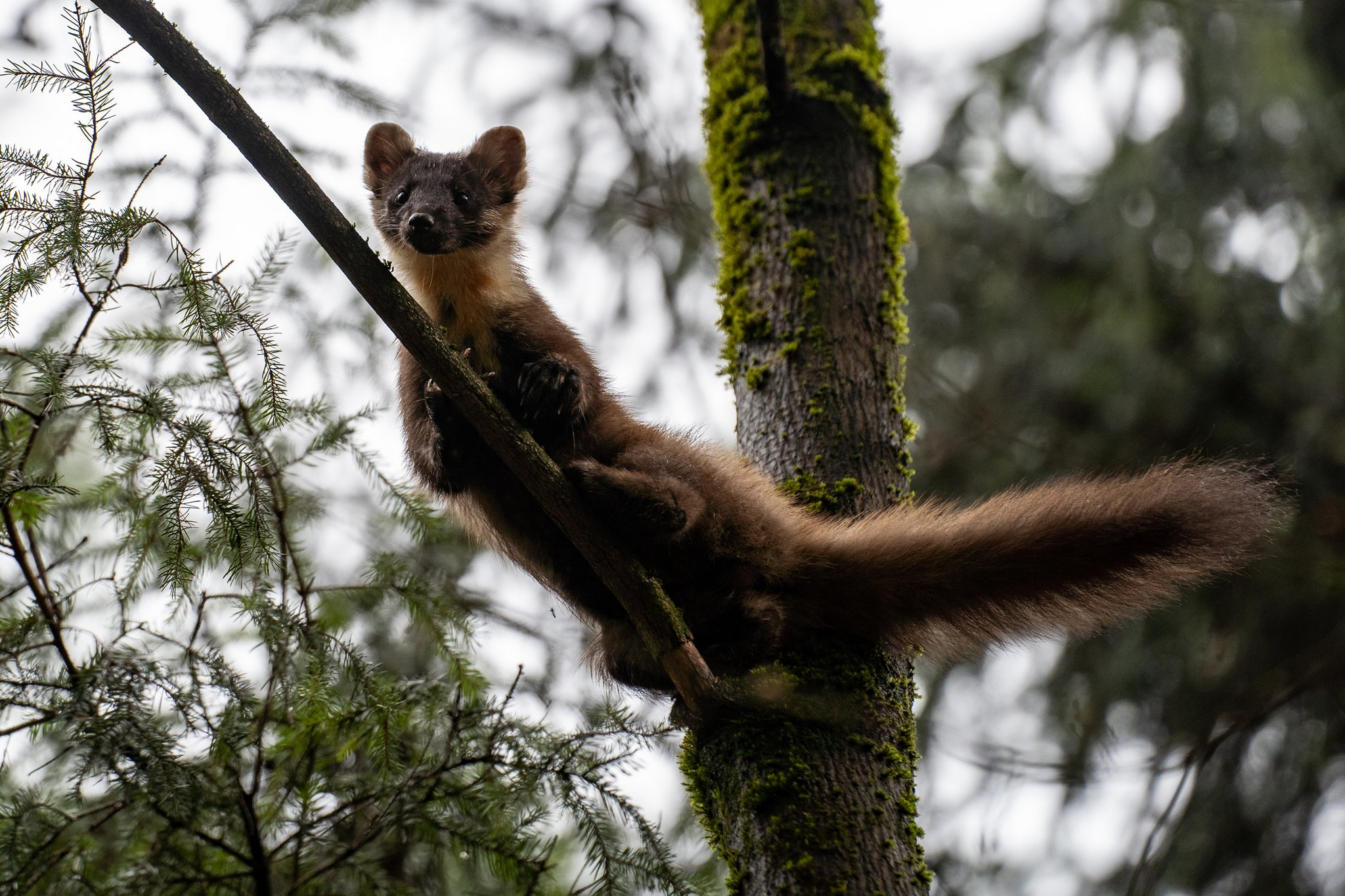 Legs, wings ... The main thing is the tail! - Forest, Marten, Elk Island, National park, Wild animals, wildlife, Predatory animals, Tail, beauty, The photo, Cunyi