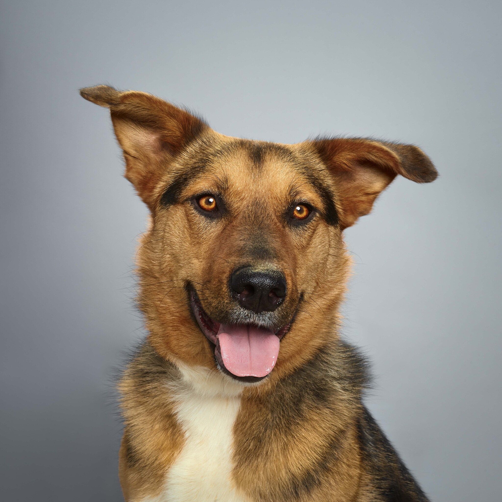 Christie. Sunbeam with ponytail - My, Shelter, Animal shelter, In good hands, The rescue, Volunteering, Veterinary, Helping animals, Animal Rescue, Help, Moscow region, Moscow, Dog, Longpost, No rating, The strength of the Peekaboo, Kindness