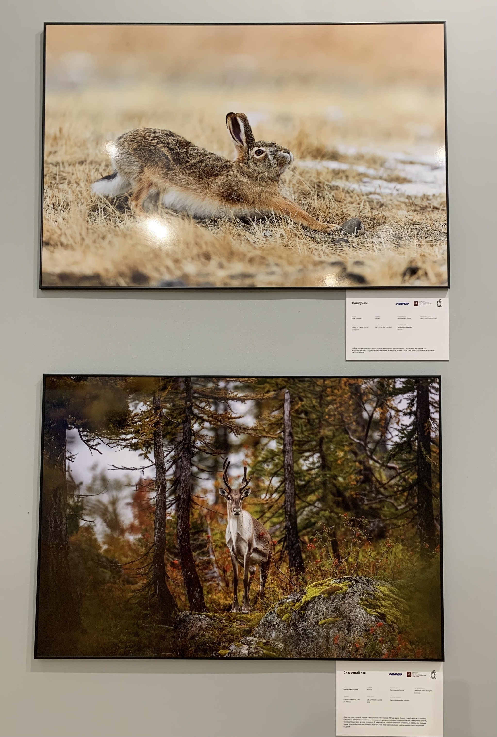 Photo exhibition Golden Turtle 2022 - Photo hunting, Nature, The photo, Post #3208687, Longpost