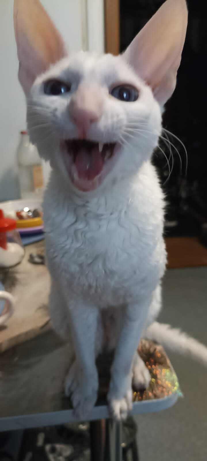 White Fang - My, cat, White Fang, Small cats, Cornish Rex, Longpost