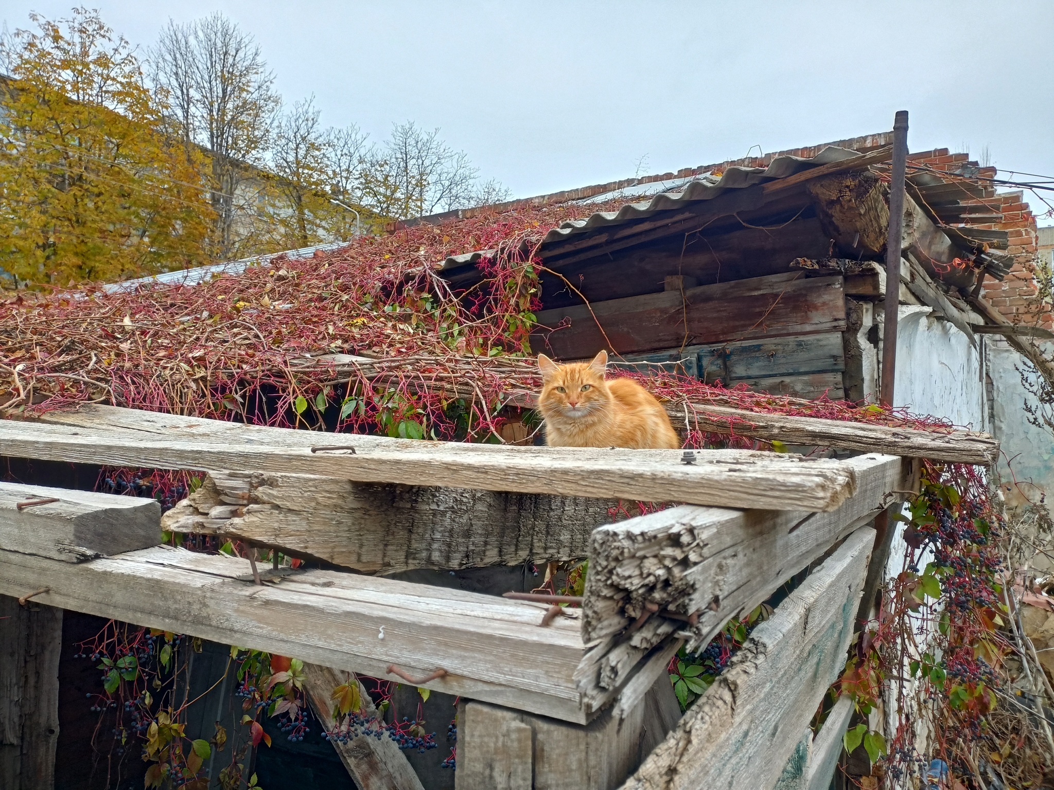 Just a cat - My, The photo, cat, The street, Autumn, Redheads