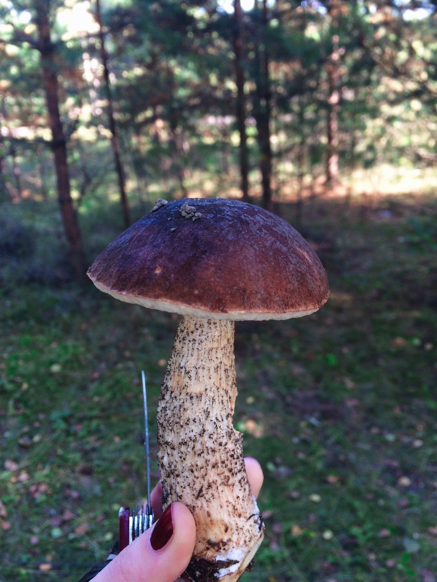 Last mushrooms of the season - My, Mushrooms, The photo, Mobile photography, Forest, Longpost