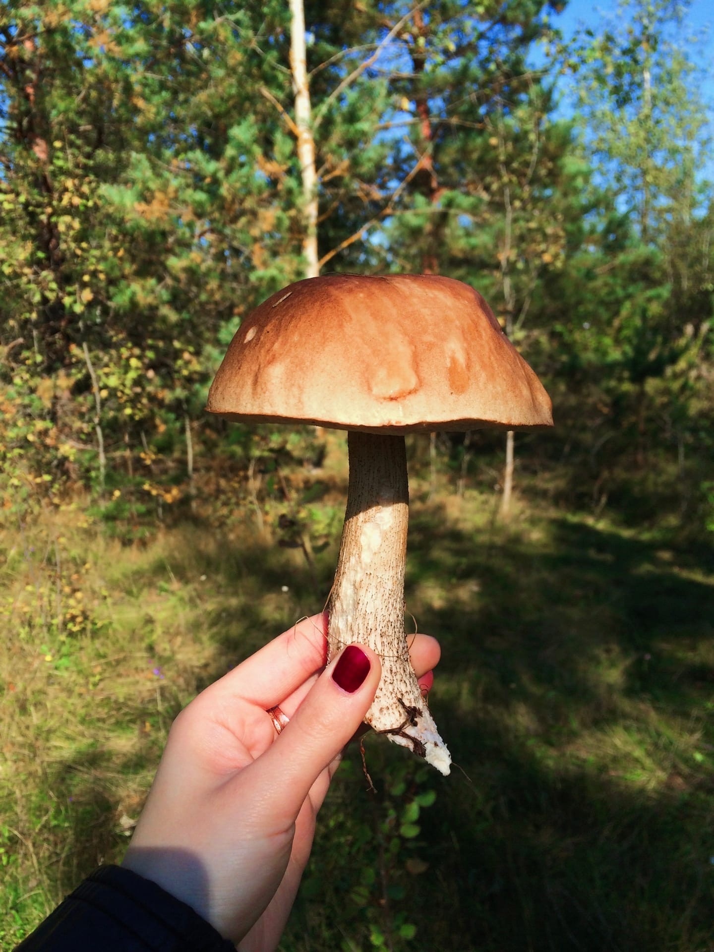 Last mushrooms of the season - My, Mushrooms, The photo, Mobile photography, Forest, Longpost