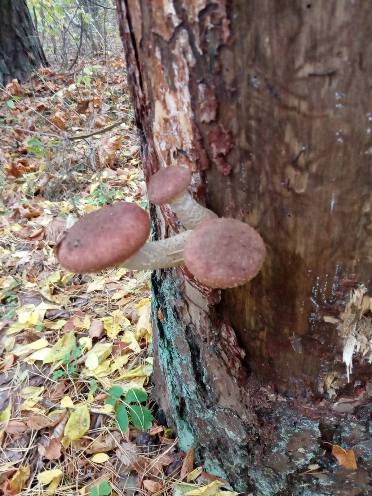 Last mushrooms of the season - My, Mushrooms, The photo, Mobile photography, Forest, Longpost