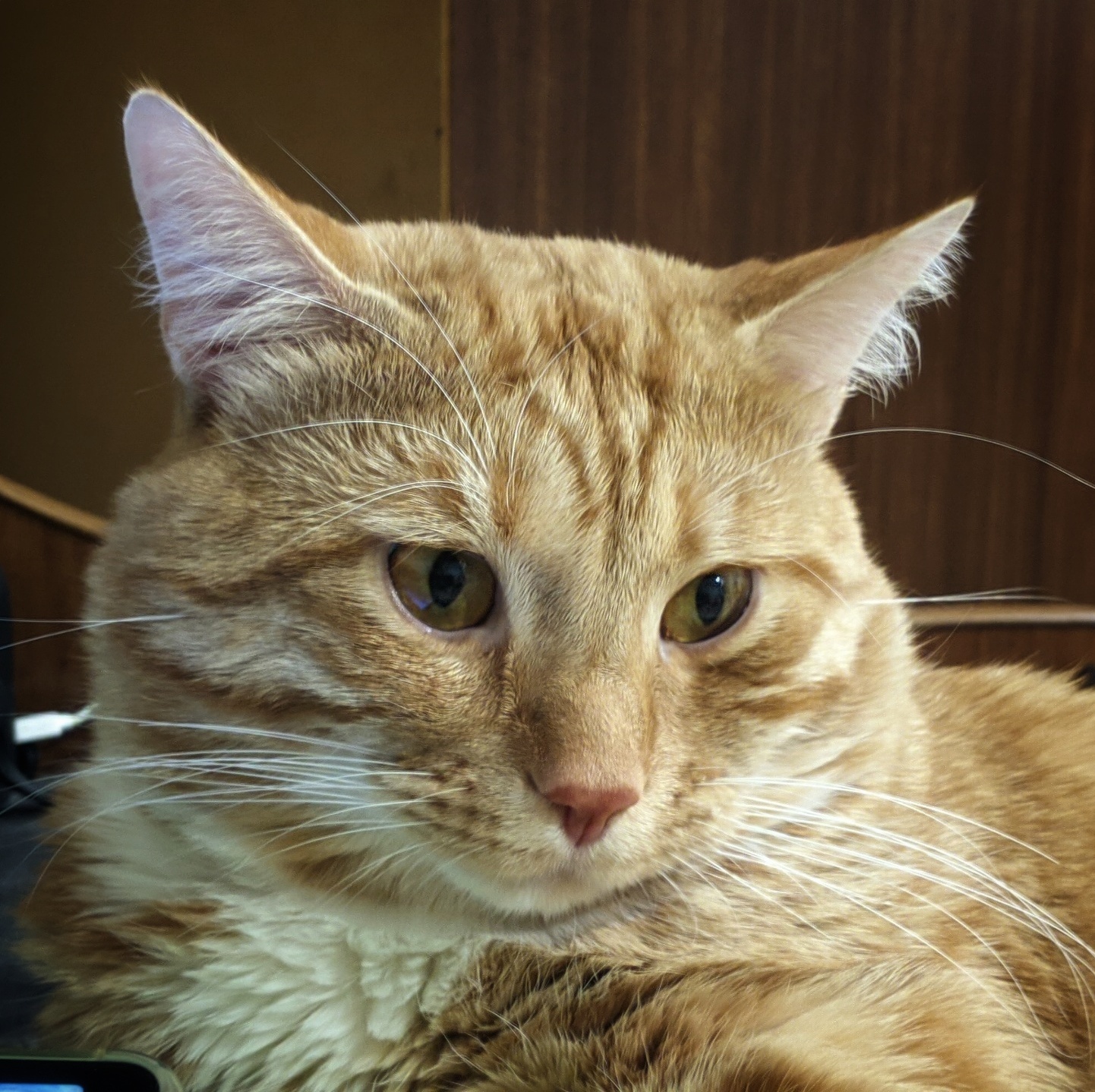 pixilek - My, cat, House, Pets, Redheads, The photo