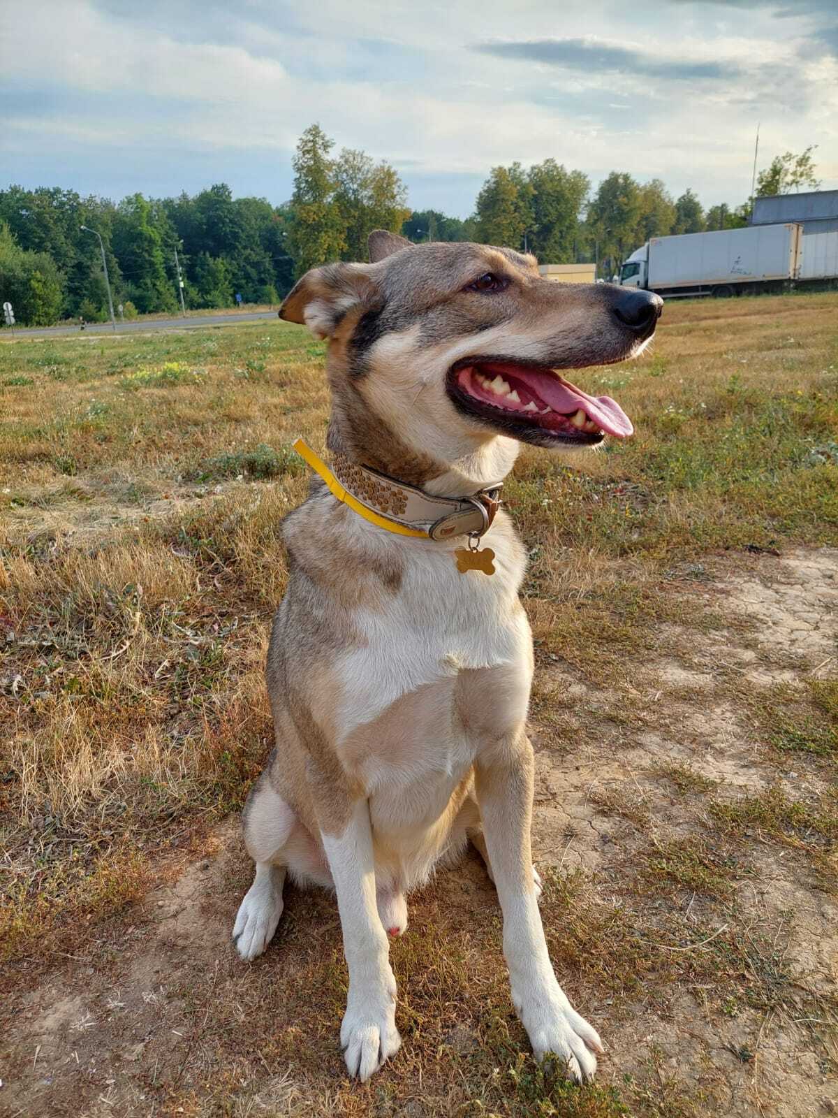 Greetings from home from Amur! - My, Dog, Hey, Best friend, Moscow, Moscow, friendship, Pets, Animals, The photo, Animal Rescue, Holidays, Longpost