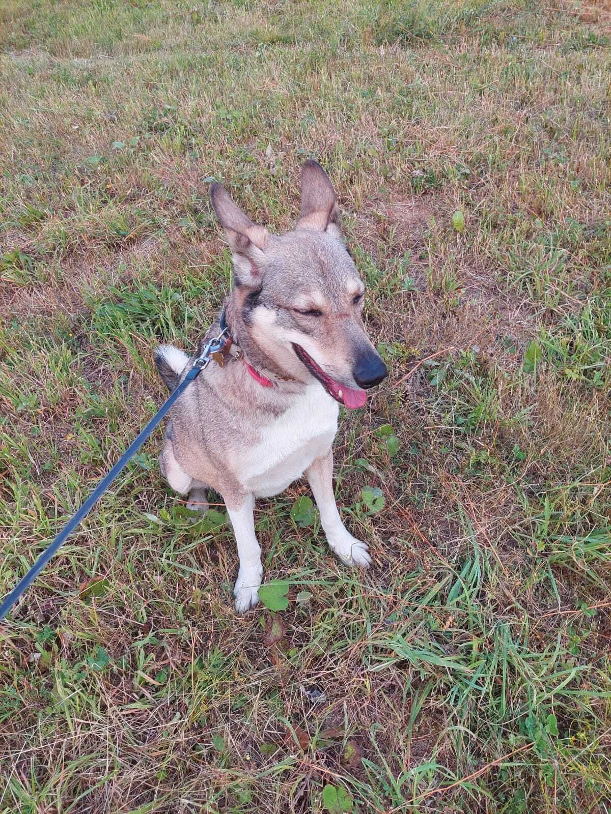 Greetings from home from Amur! - My, Dog, Hey, Best friend, Moscow, Moscow, friendship, Pets, Animals, The photo, Animal Rescue, Holidays, Longpost