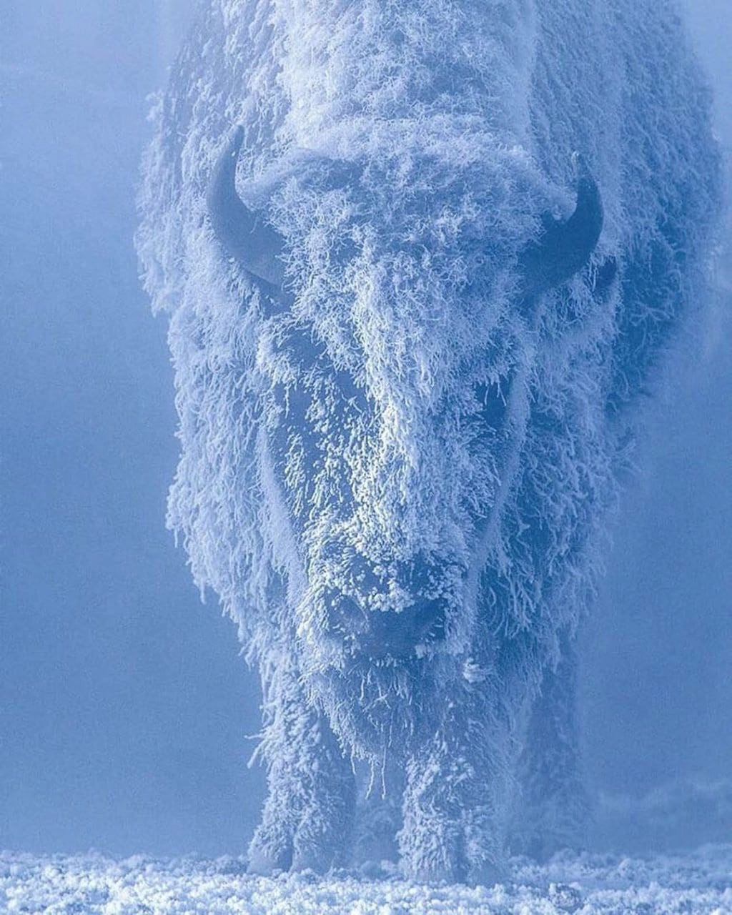 Pareidolia - The photo, Pareidolia, Beautiful, Bison, freezing