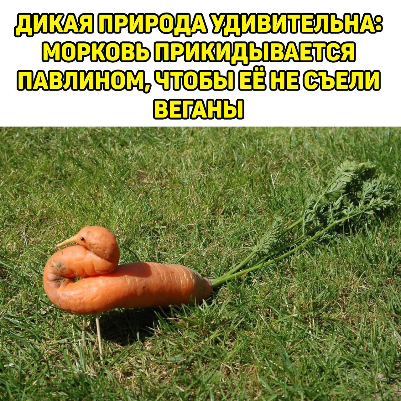 Don't eat me! - Humor, Memes, Picture with text, Nature, Vegetarianism