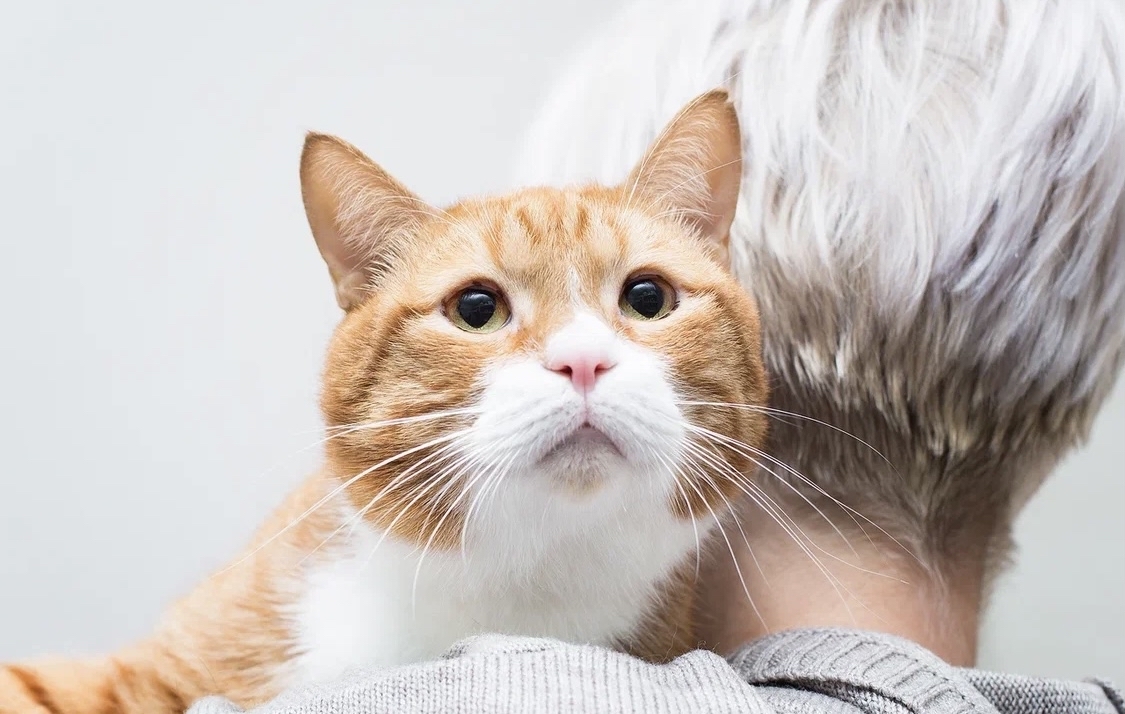 Гарфилд. Кот, который делает погоду в доме | Пикабу