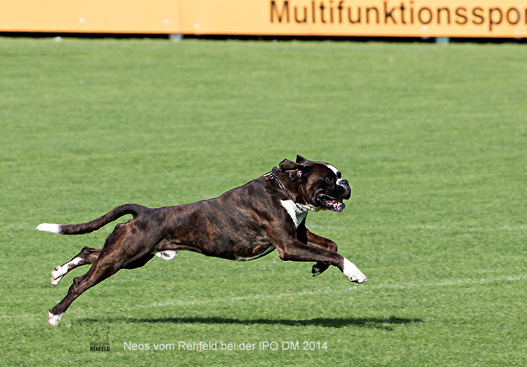 Working Dog Aesthetics #1 - Dog, Dog breeds, German boxer, Dog training