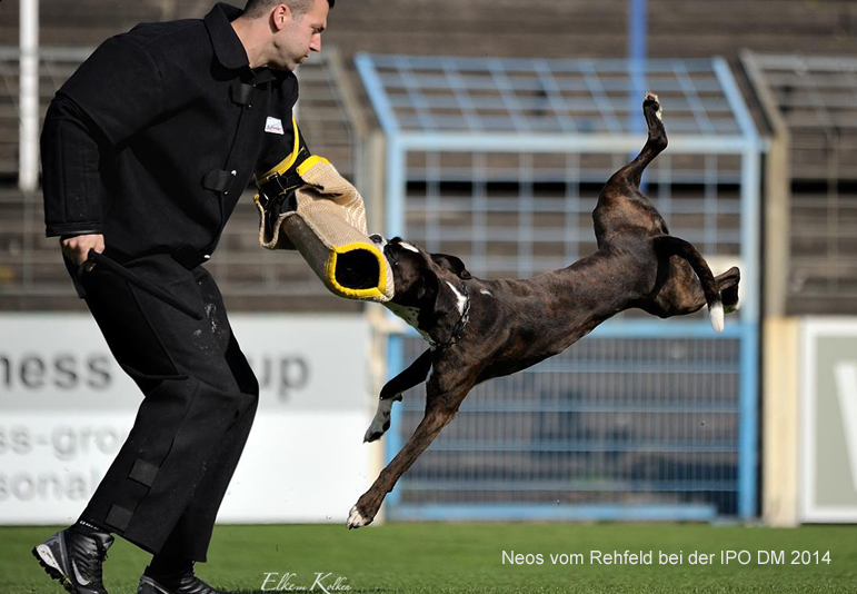 Working Dog Aesthetics #1 - Dog, Dog breeds, German boxer, Dog training