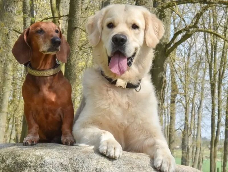 The habits of dogs and their owners - Dog, Relationship, From the network