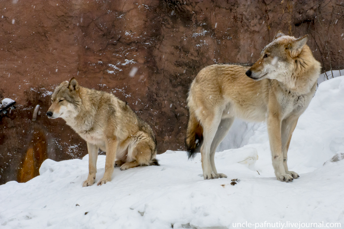 Just the soul asks for songs - Wolf, Howl, Moscow Zoo, Pair, Canines, Predatory animals, Video, Longpost