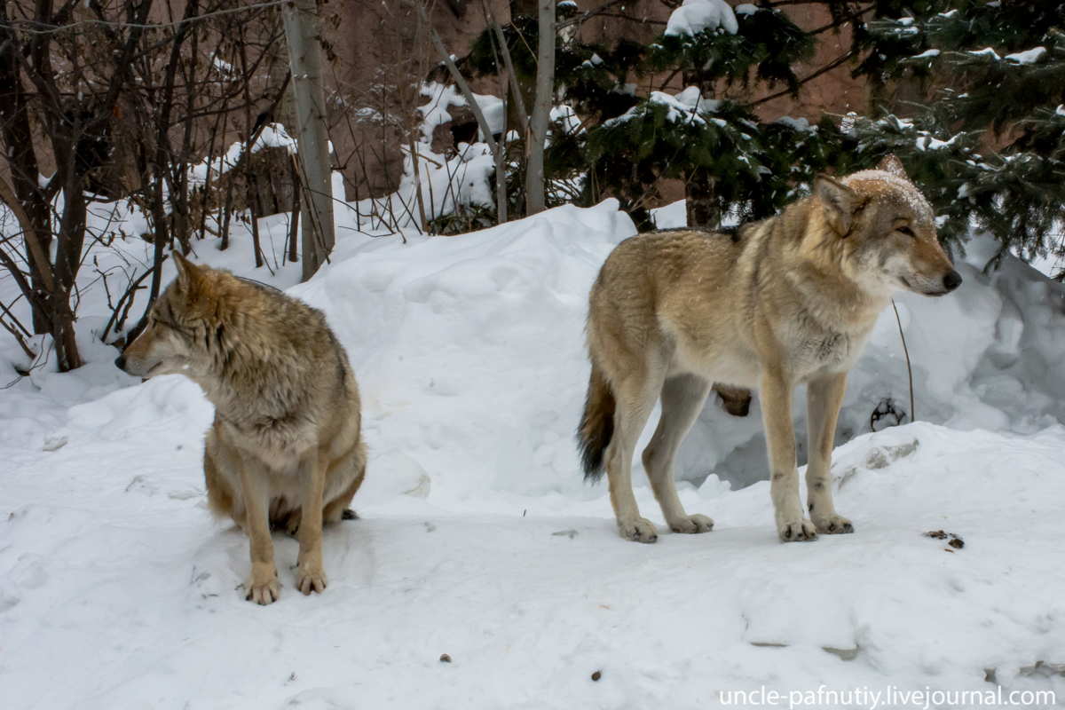 Just the soul asks for songs - Wolf, Howl, Moscow Zoo, Pair, Canines, Predatory animals, Video, Longpost