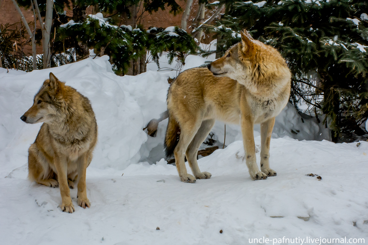 Just the soul asks for songs - Wolf, Howl, Moscow Zoo, Pair, Canines, Predatory animals, Video, Longpost