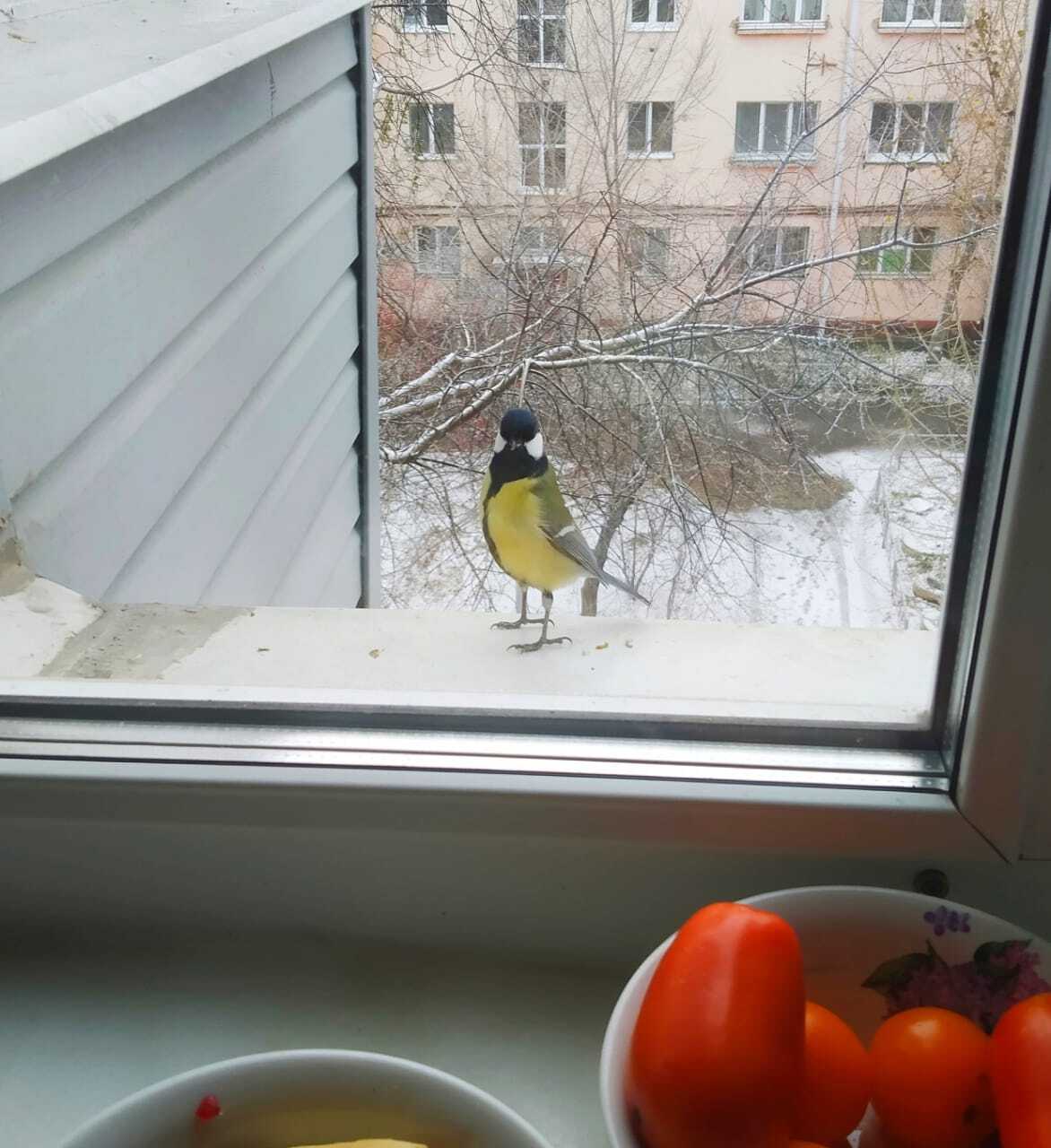 Feathered waiters - My, Tit, Trough, Longpost