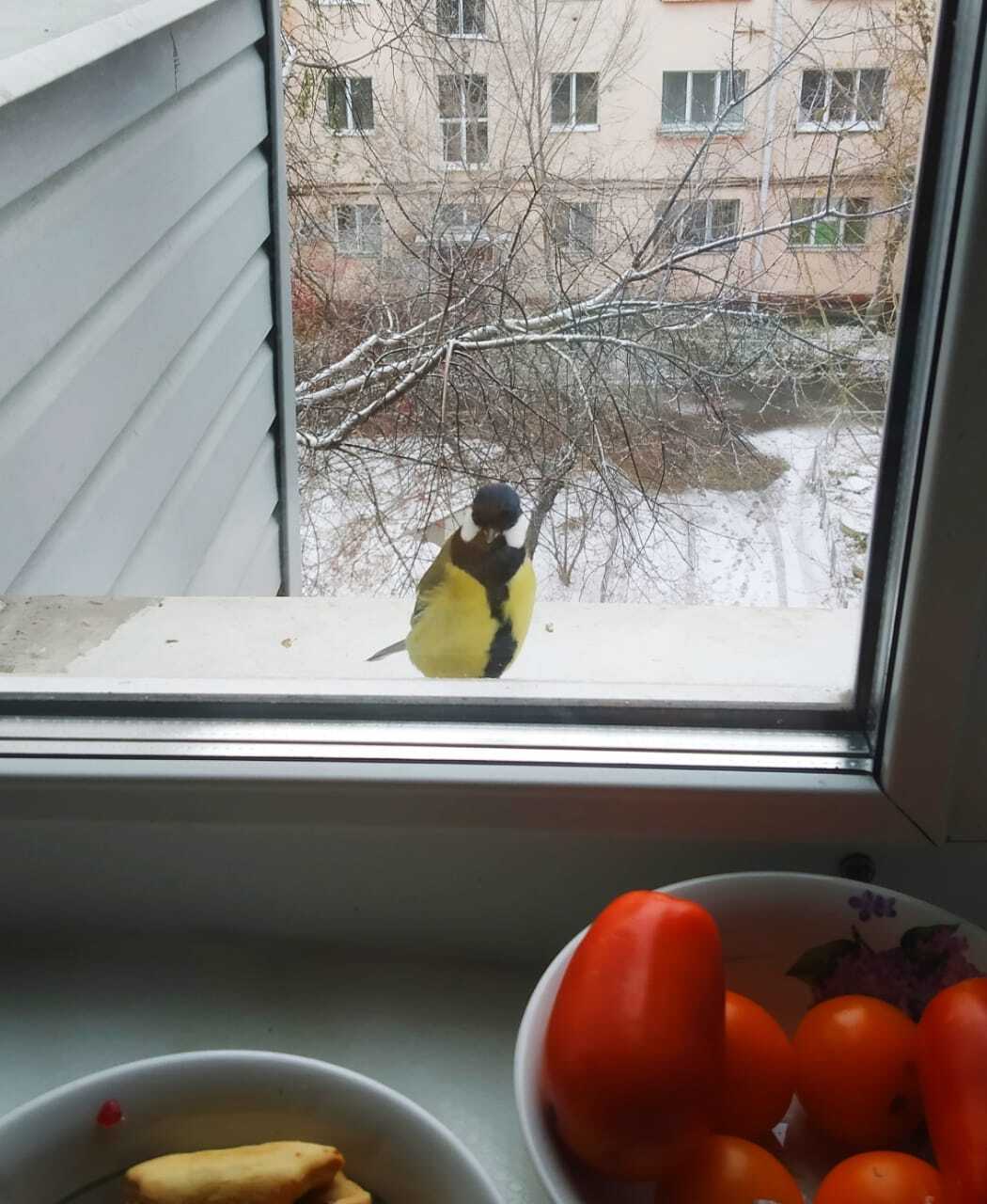 Feathered waiters - My, Tit, Trough, Longpost