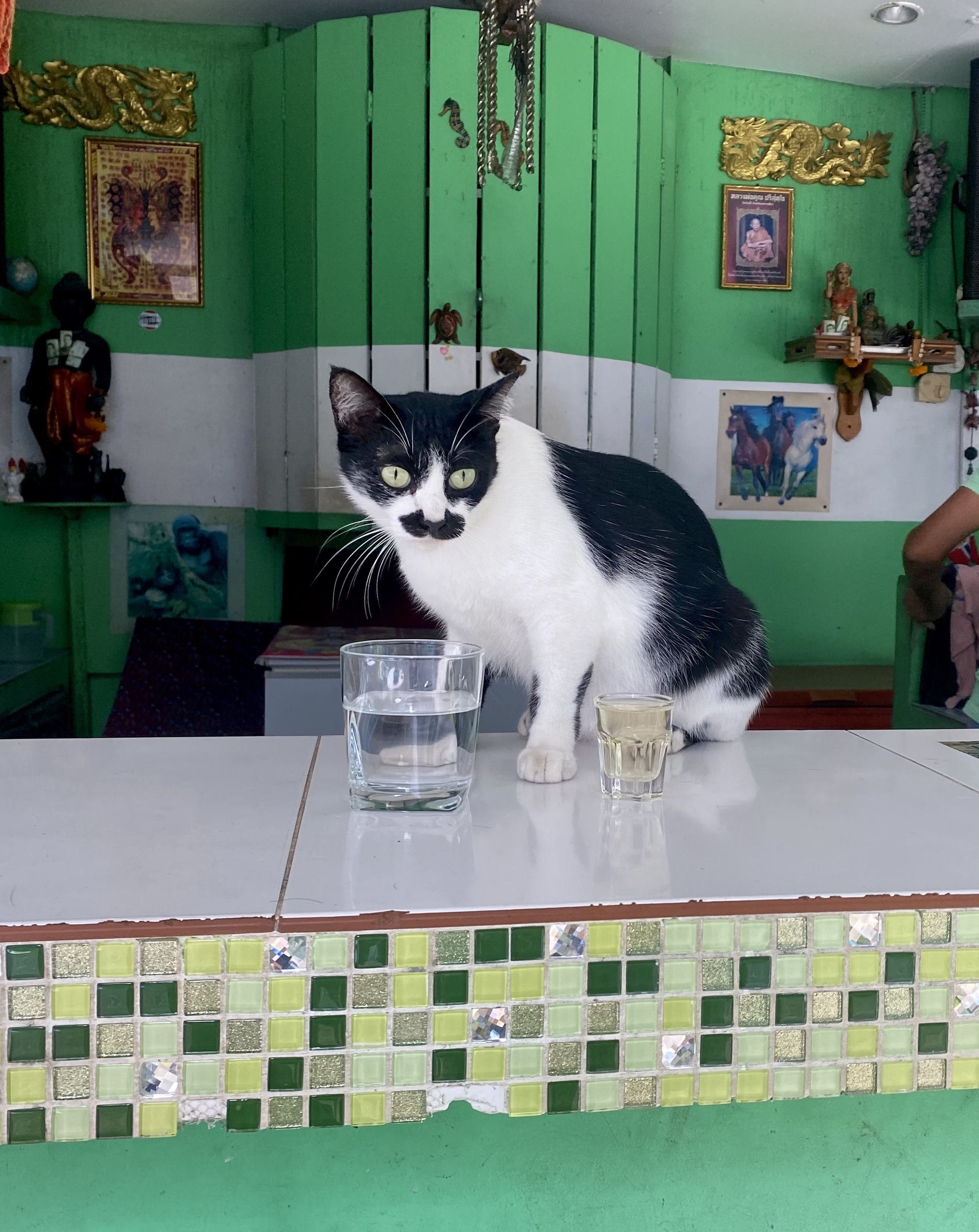 Shall we have a drink? - My, cat, Усы, Alcohol