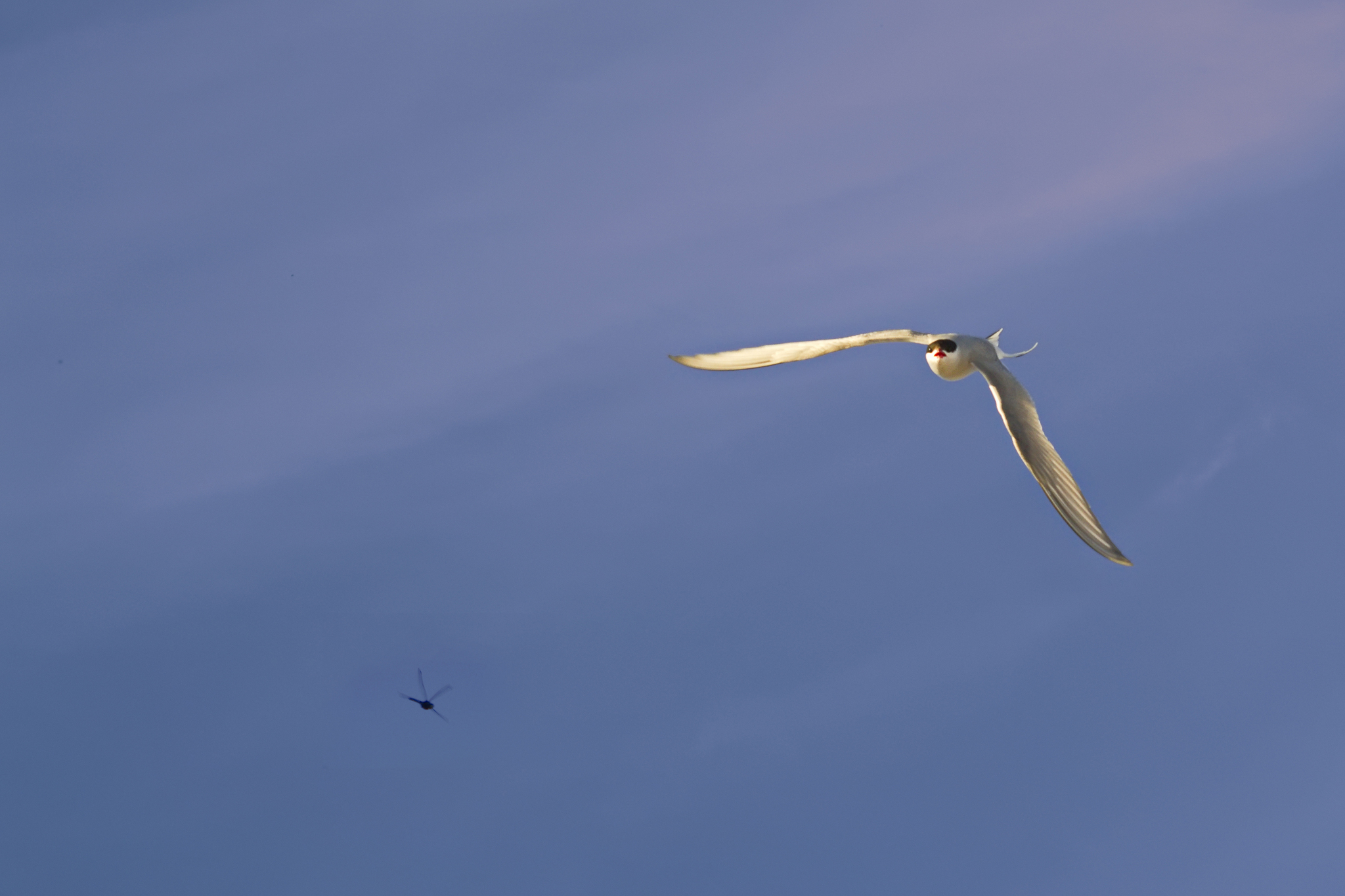 Hunting - My, The photo, Nikon, Summer, Sky