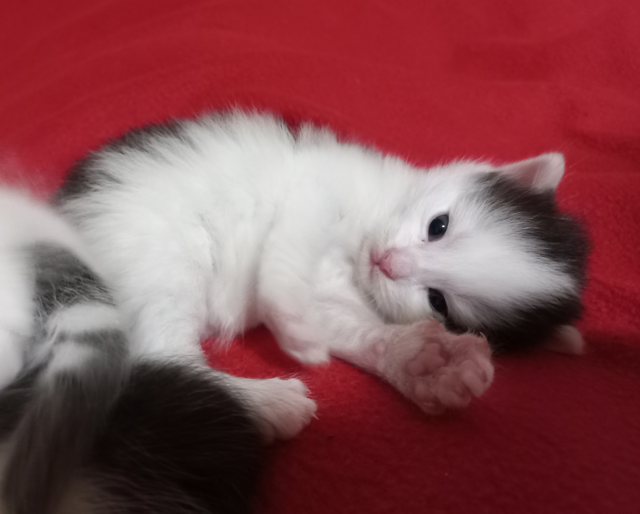 Kittens 20 days old - My, cat, Kittens, Milota, Pets, Animals, GIF, Longpost