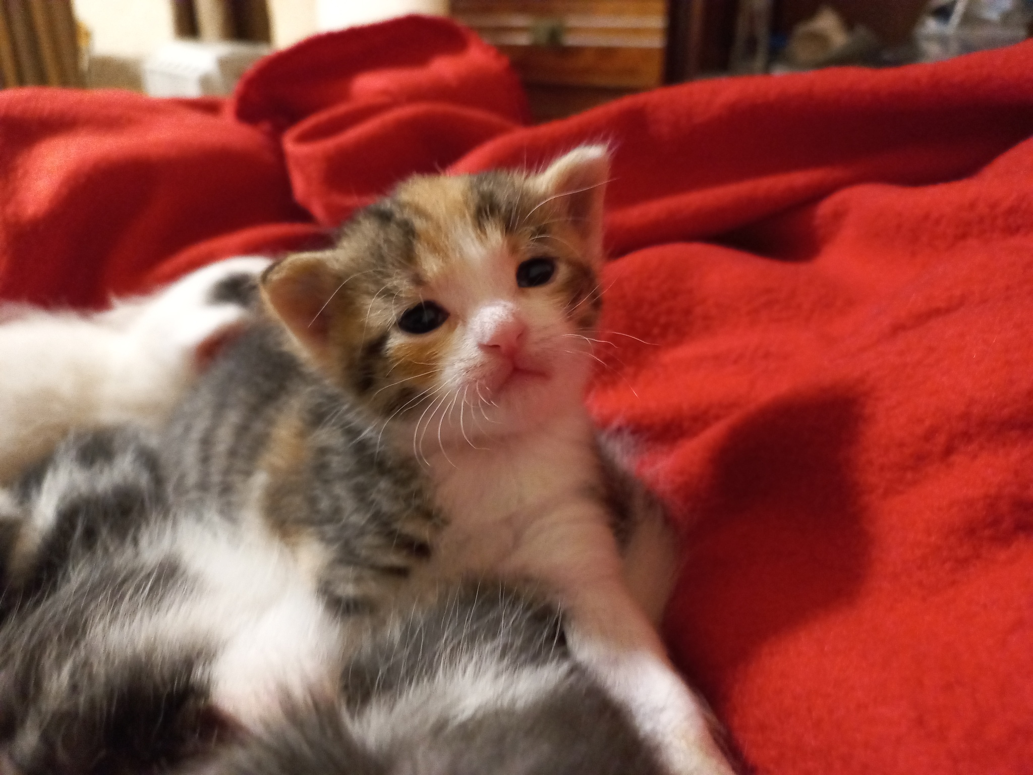 Kittens 20 days old - My, cat, Kittens, Milota, Pets, Animals, GIF, Longpost