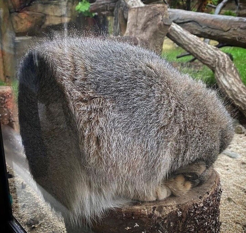 fluffy meatball - Cat family, Pallas' cat, Small cats, Pet the cat, Fluffy, Repeat