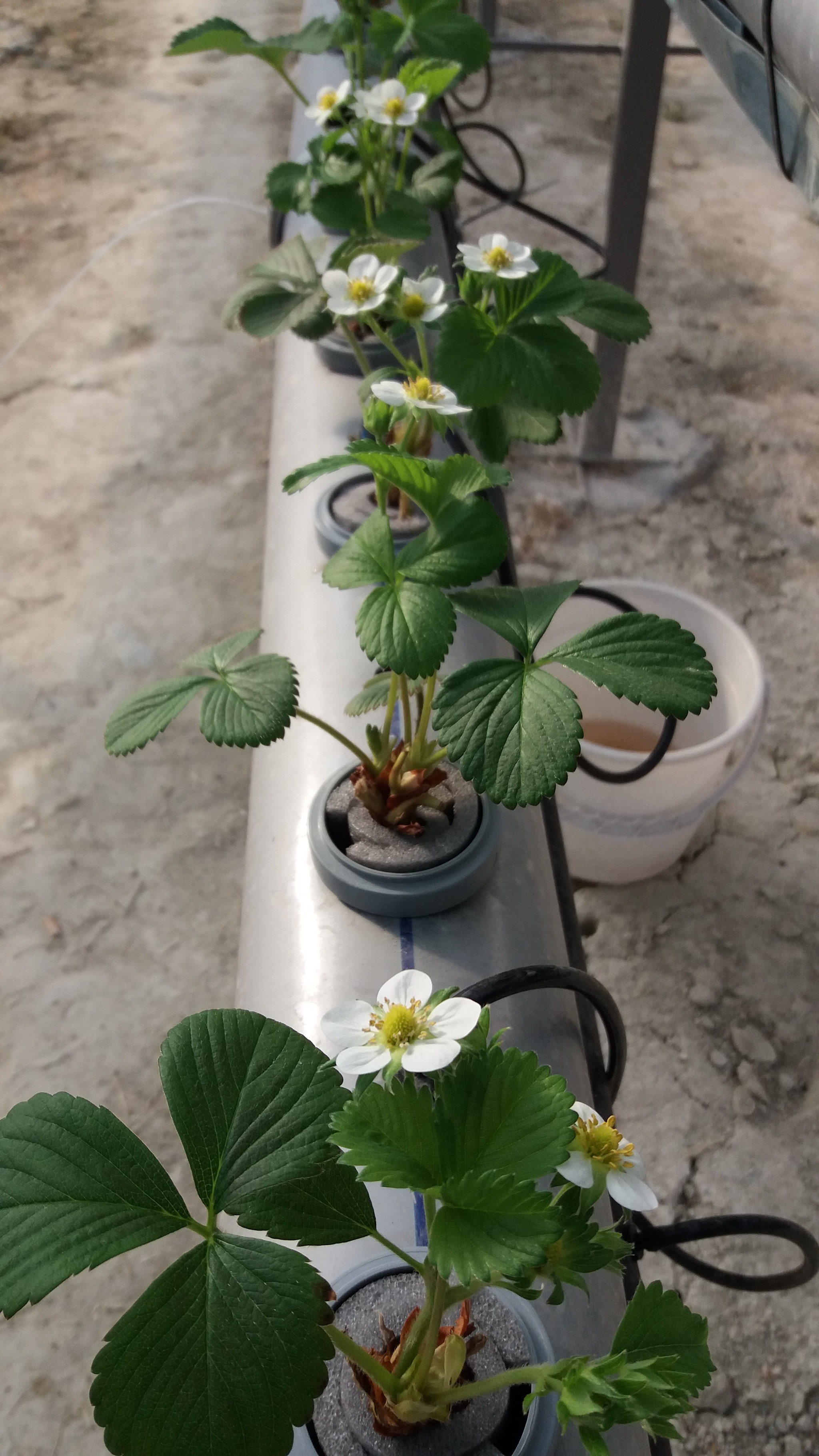 Our greenhouse. Ch.3 Flowers - My, Crimea, Greenhouse, Hydroponics, Strawberry (plant)