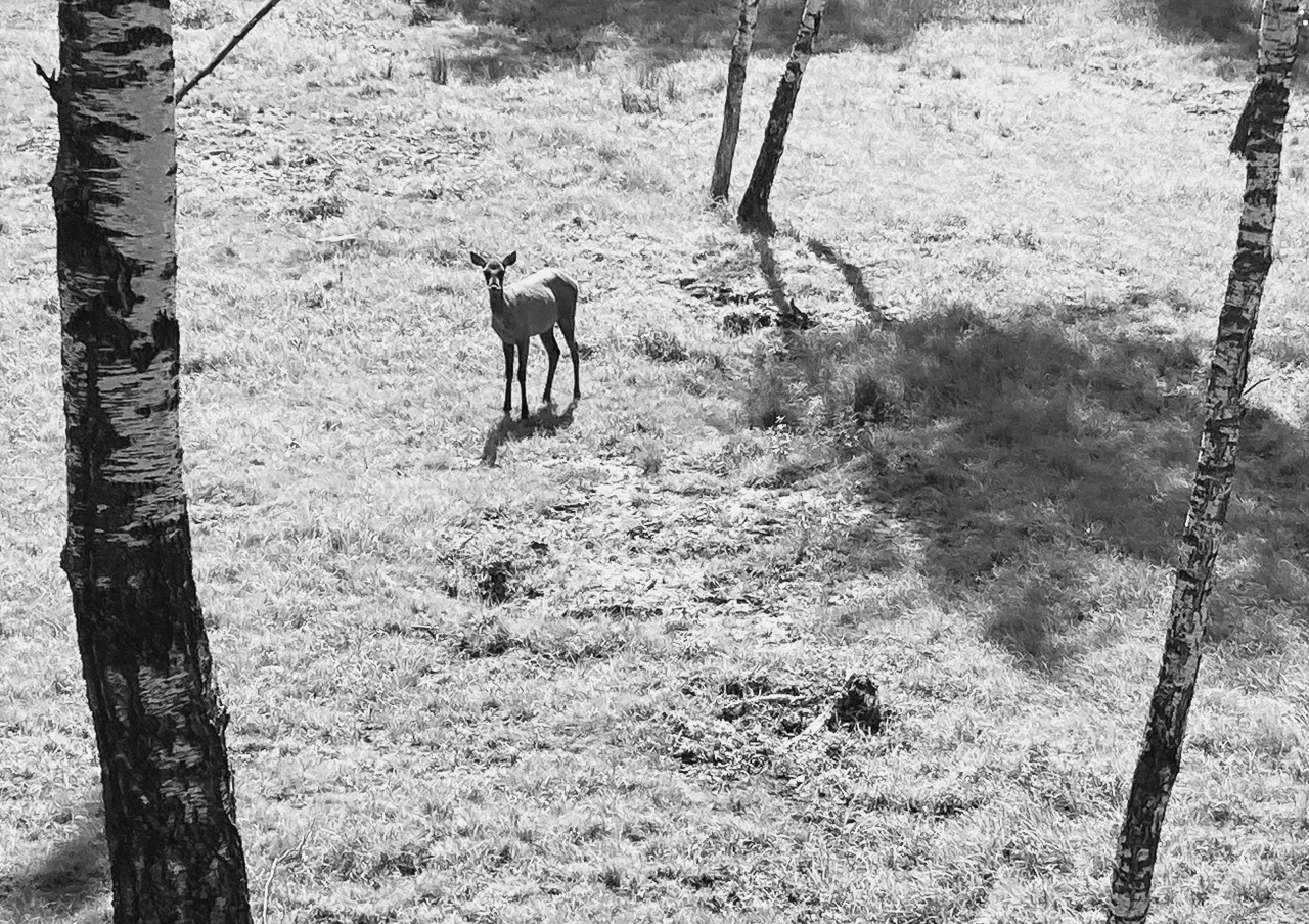 Лосиная биостанция | Пикабу