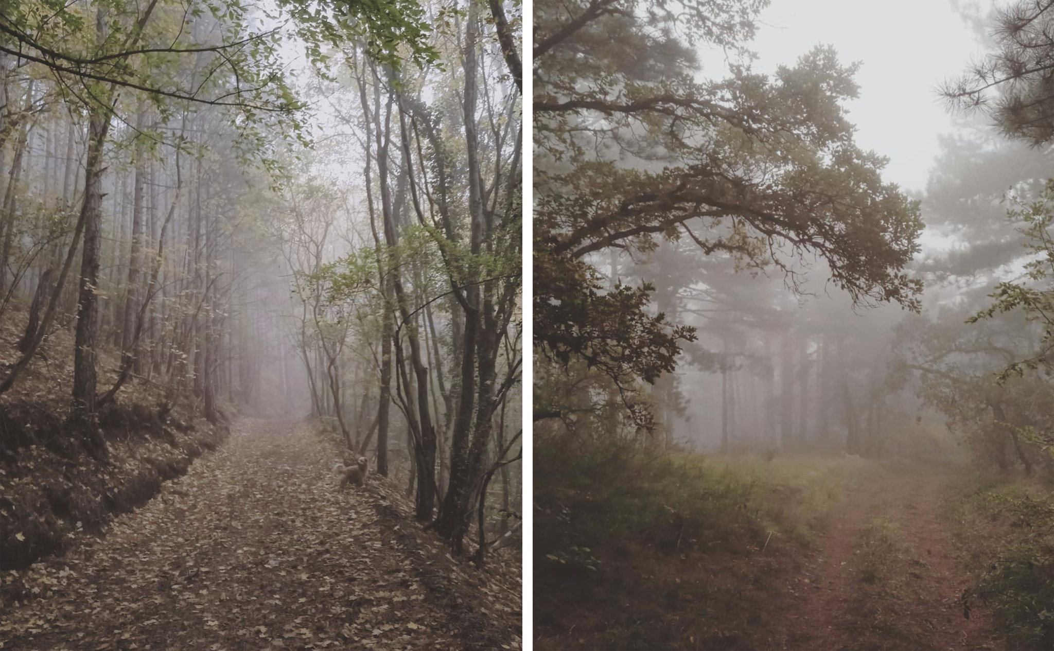 Walk in the fog - My, The photo, Nature, beauty, Autumn, Crimea, Fog, Mobile photography