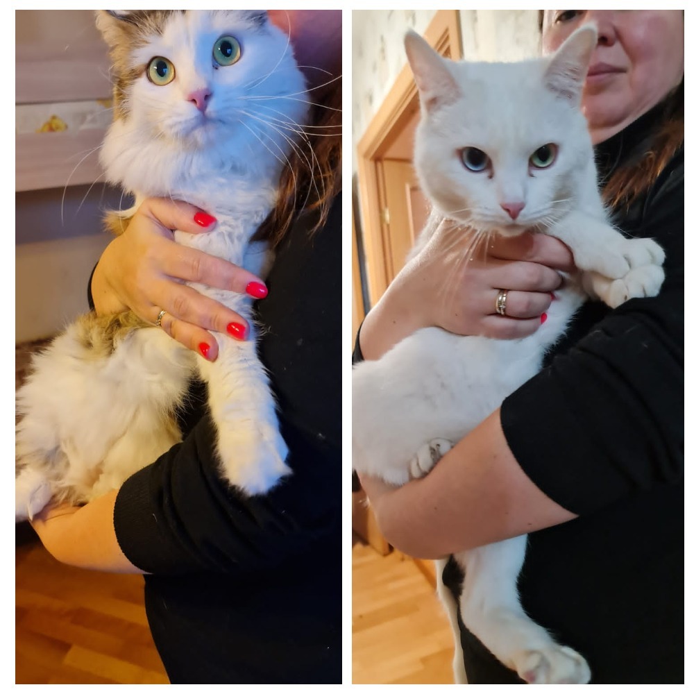 Two cats really need a home. The owner has died. Relatives can't take it. SPB and LO - My, Treatment, cat, Volunteering, Homeless animals, In good hands, Animal Rescue, No rating, Saint Petersburg, Longpost