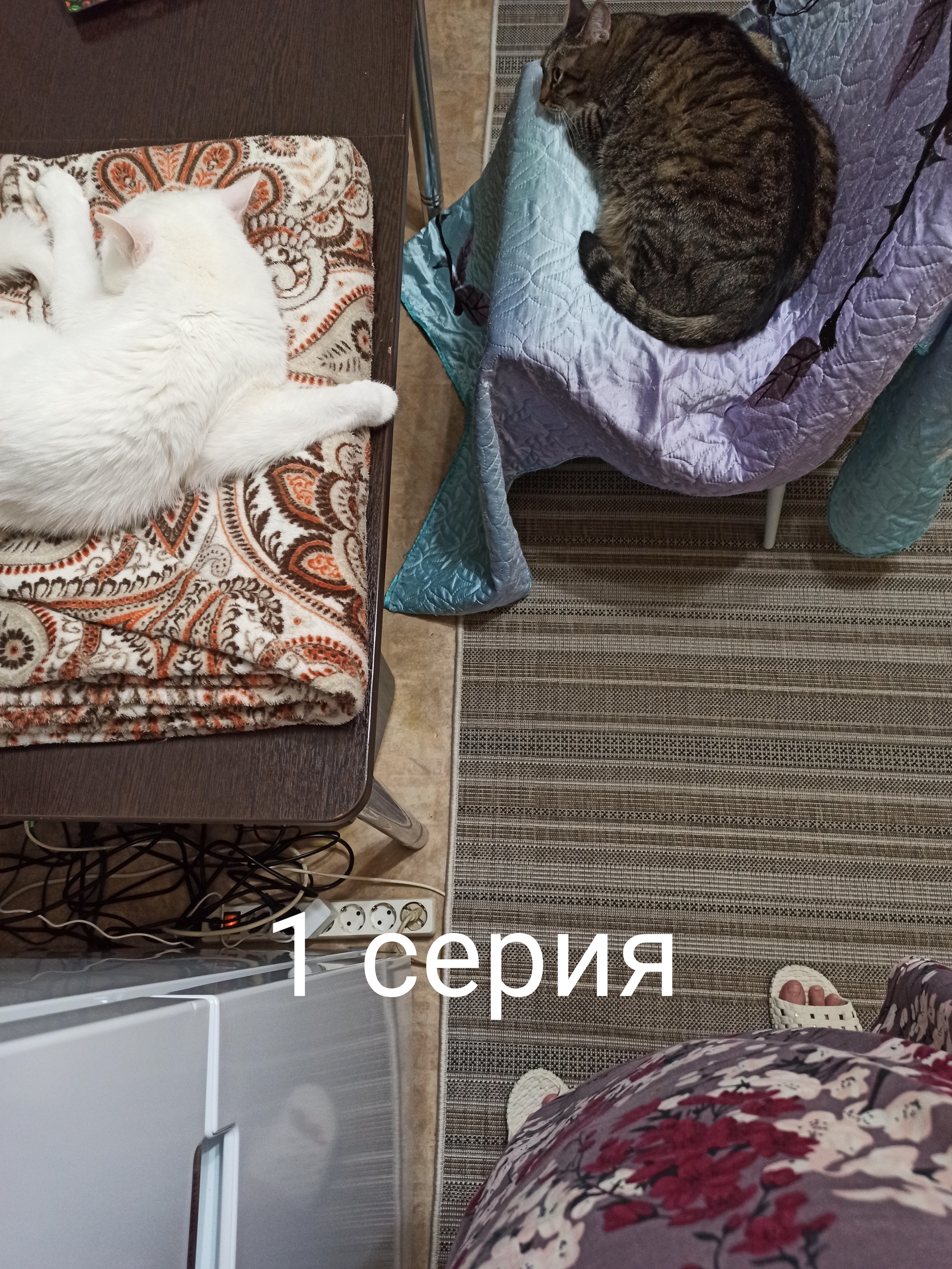 Котики#Любовь#Юмор#Сериал про отношения#Психология на котиках#Комикс#Противостояние#Кошатники# - Моё, Кот, Домашние животные, Длиннопост, Картинка с текстом