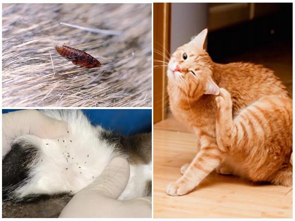 Active ingredients that should be in any preparation against fleas and ticks in cats and dogs - My, Animals, Veterinary, Fleas, Treatment, Longpost