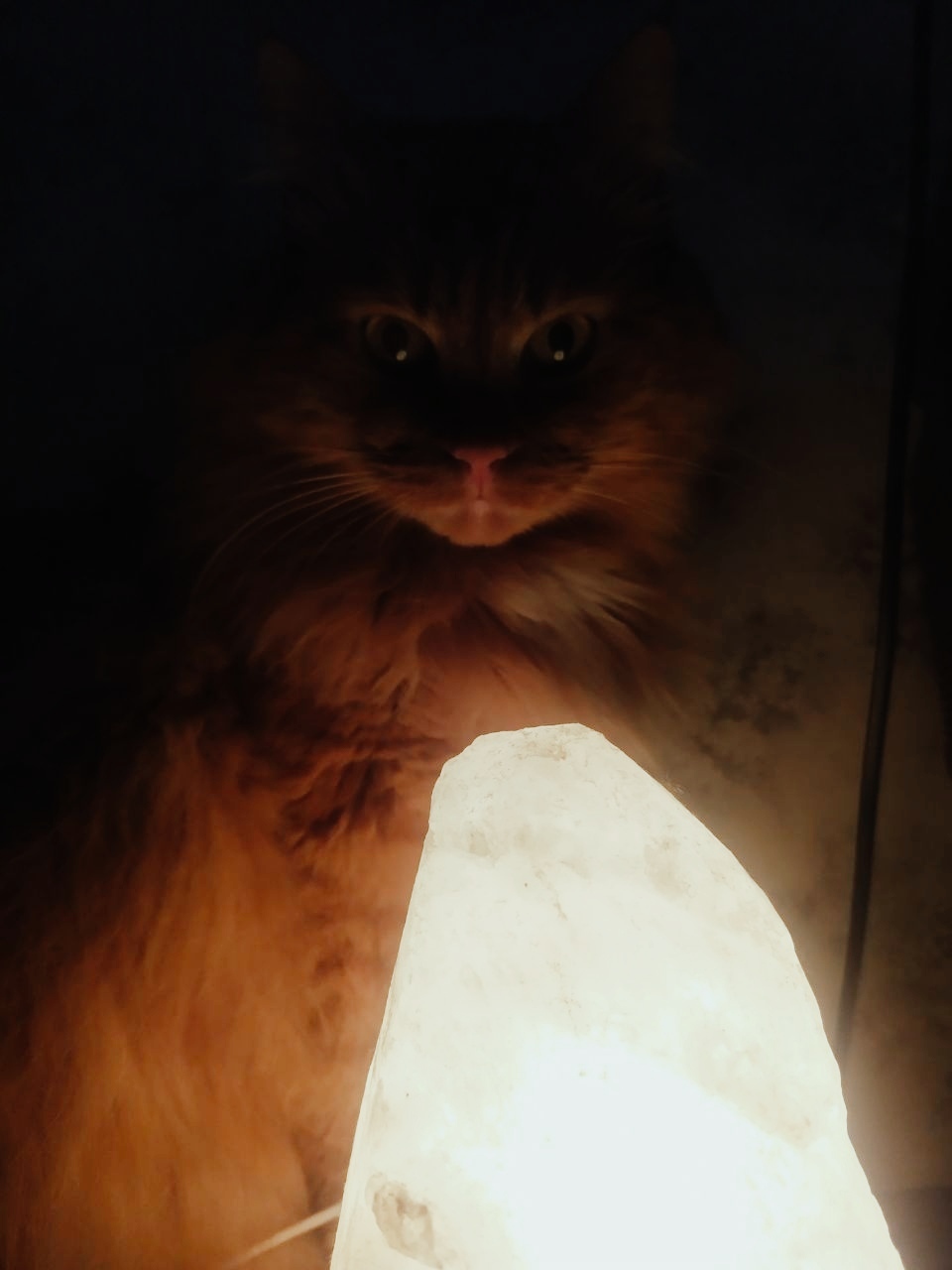 Personal cat lamp - My, Лампа, cat