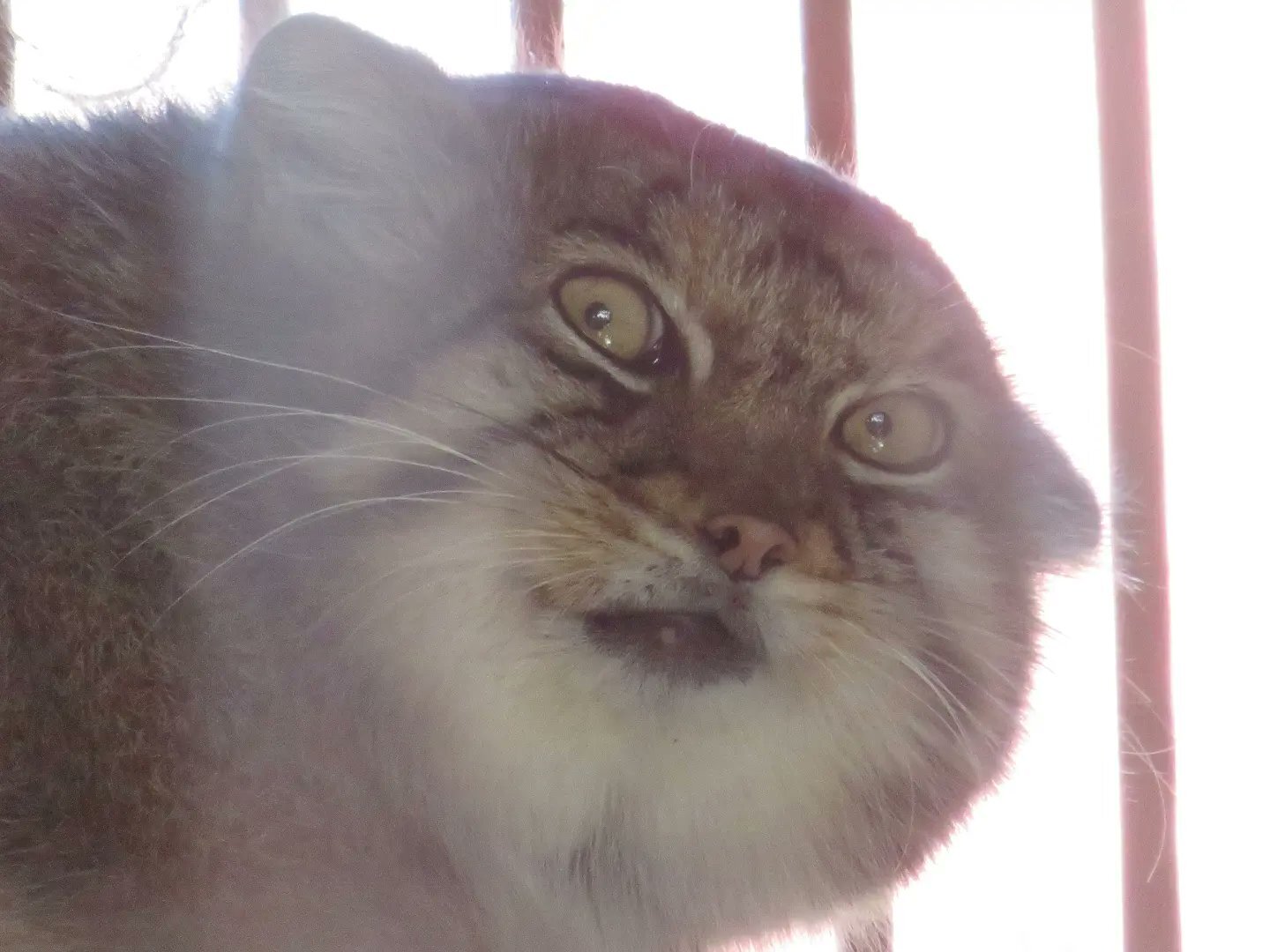 You mean it's Monday already? - Pallas' cat, Pet the cat, Cat family, Small cats