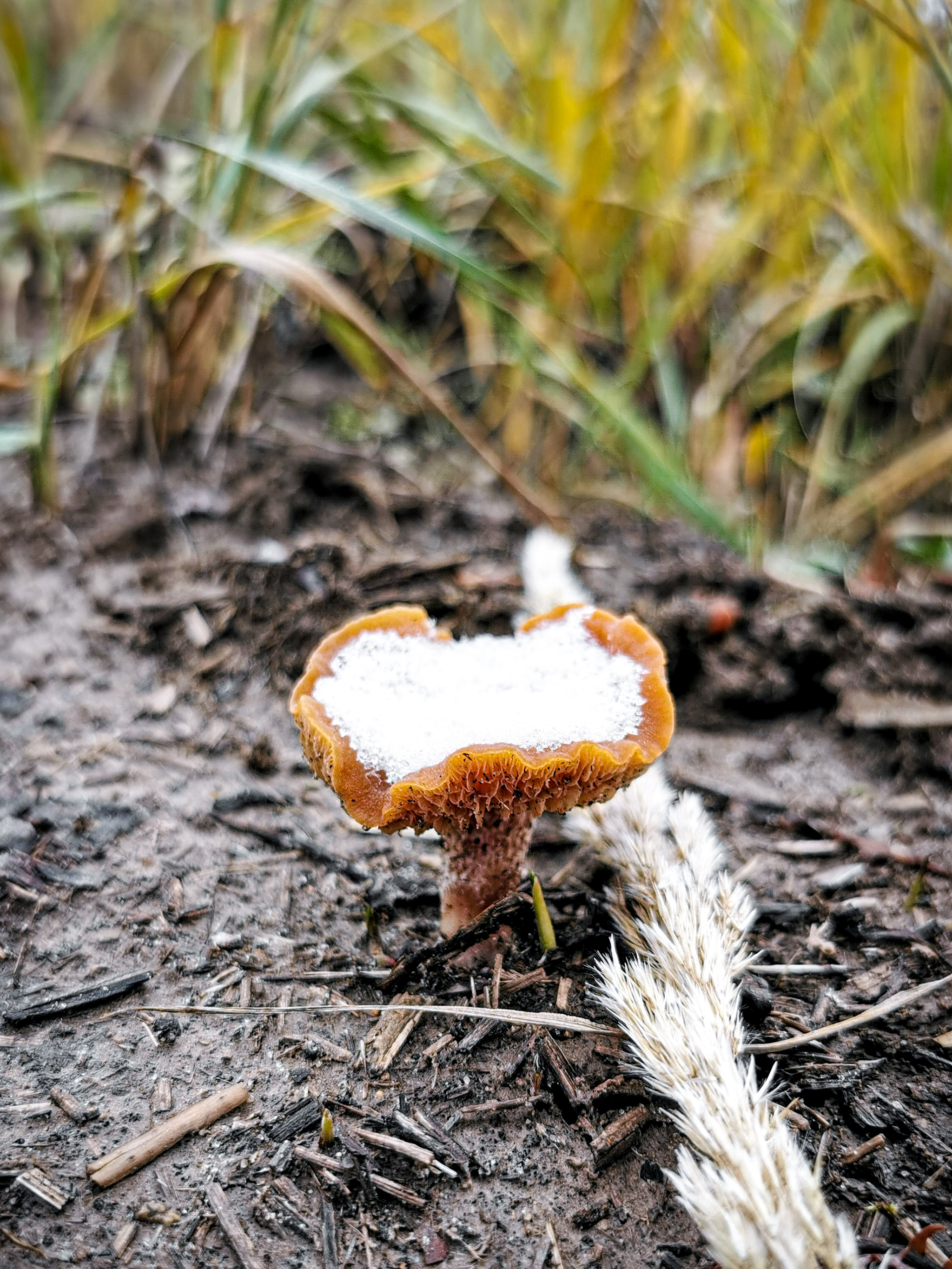 November in the countryside - My, The photo, Mobile photography, Autumn, Village, Field, Mushrooms, Church, Longpost