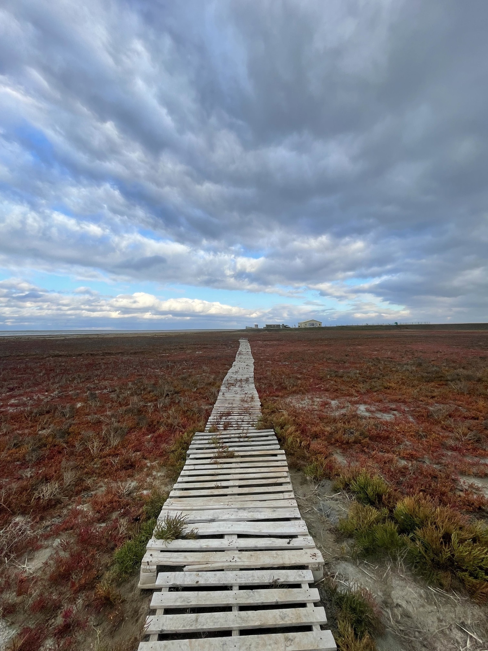 Reserve Black Lands - Nature, Russia, Animals, beauty, The photo, Phototrap, The nature of Russia, Reserves and sanctuaries, Longpost, Kalmykia