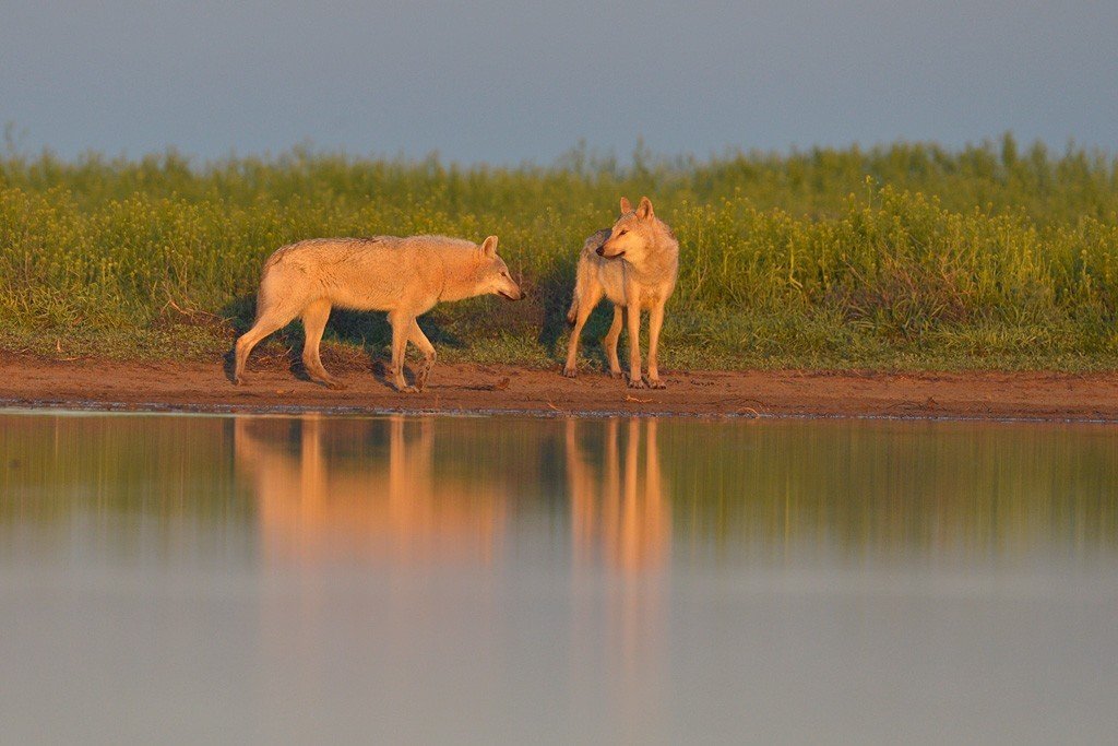 Reserve Black Lands - Nature, Russia, Animals, beauty, The photo, Phototrap, The nature of Russia, Reserves and sanctuaries, Longpost, Kalmykia