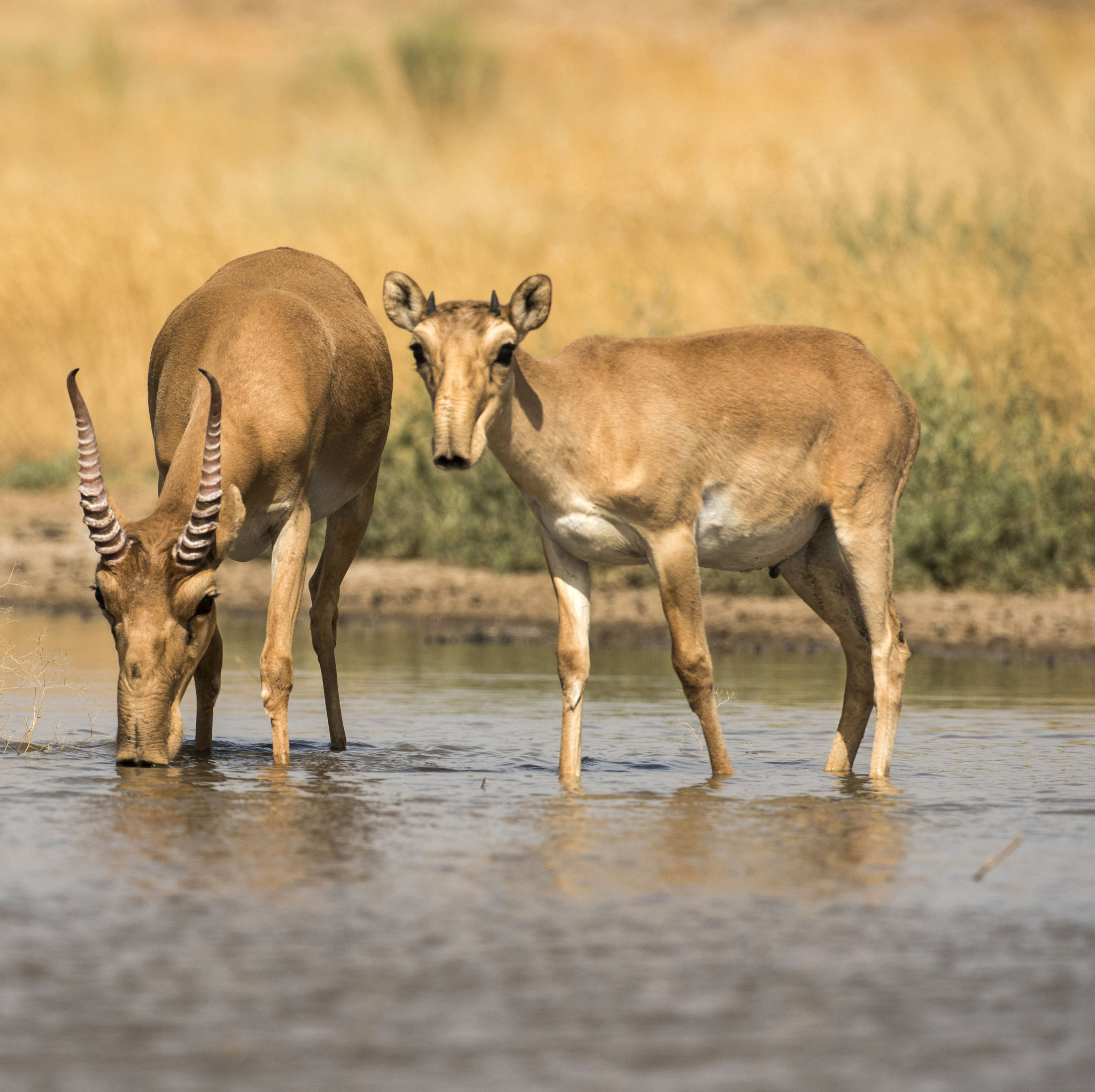 Reserve Black Lands - Nature, Russia, Animals, beauty, The photo, Phototrap, The nature of Russia, Reserves and sanctuaries, Longpost, Kalmykia