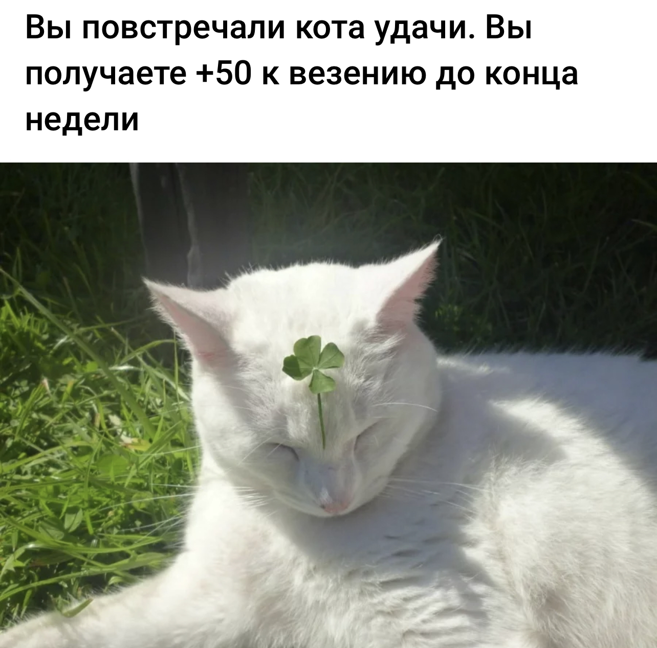 Stop traveller. You got a lucky cat - Amulet, Really, Working, cat, Picture with text