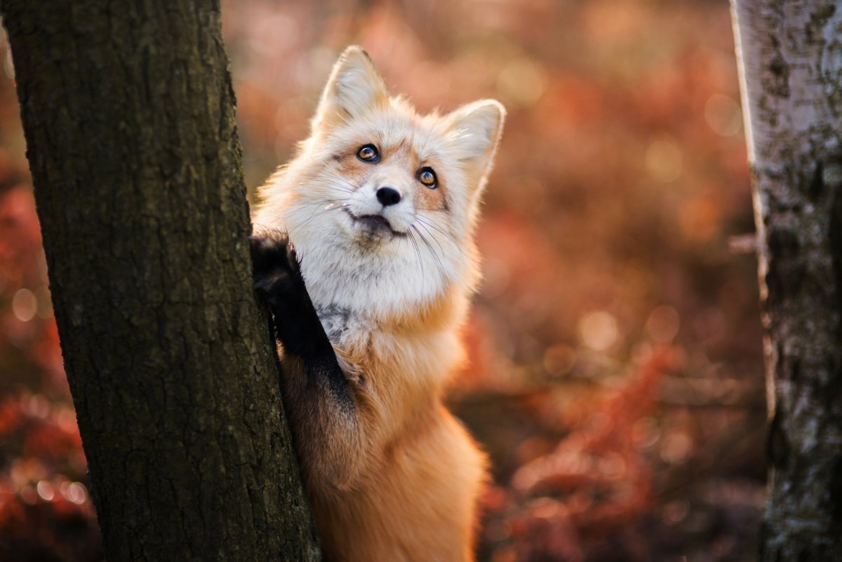 Do you have cheese? - The photo, Wild animals, Animals, Fox, Autumn