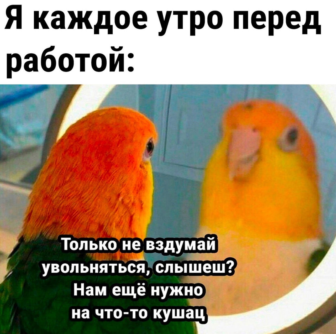 Every morning - Humor, Picture with text, A parrot