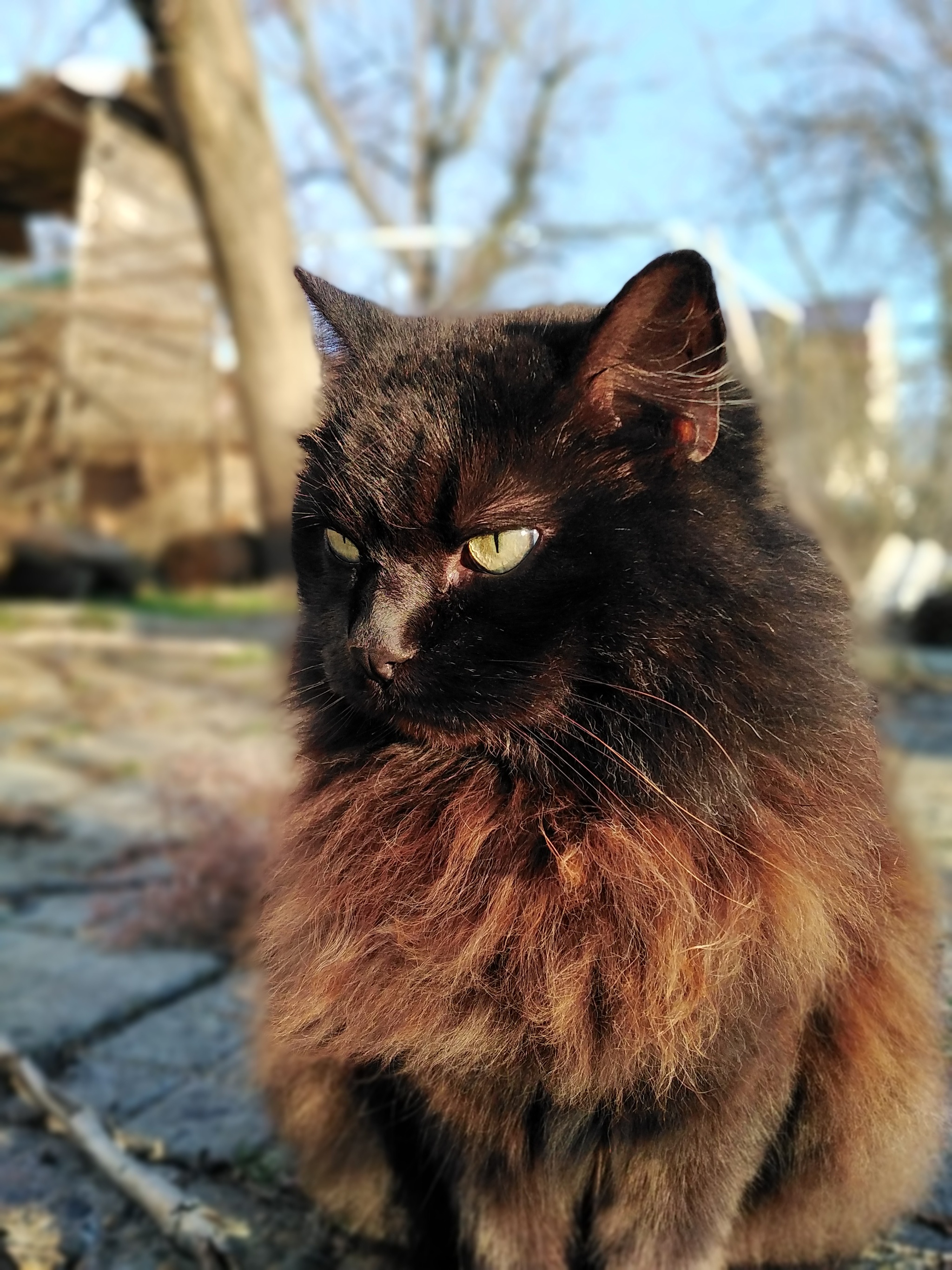 Azazel. Black cat. RIP... - My, cat, Black cat, Pets, Friend, Death